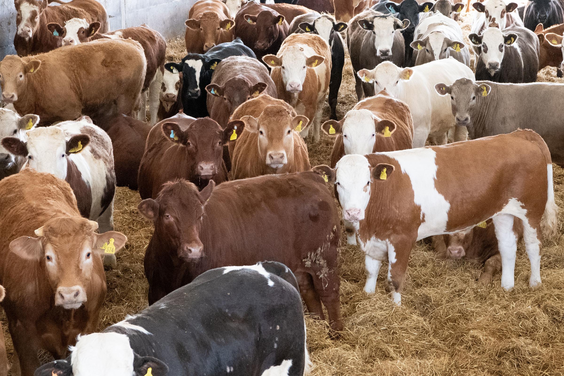 majority of purchased cattle are continental cross steers, with the majority bought equally from Kirkwall and Thainstone marts Ref:RH170521142 Rob Haining / The Scottish Farmer...