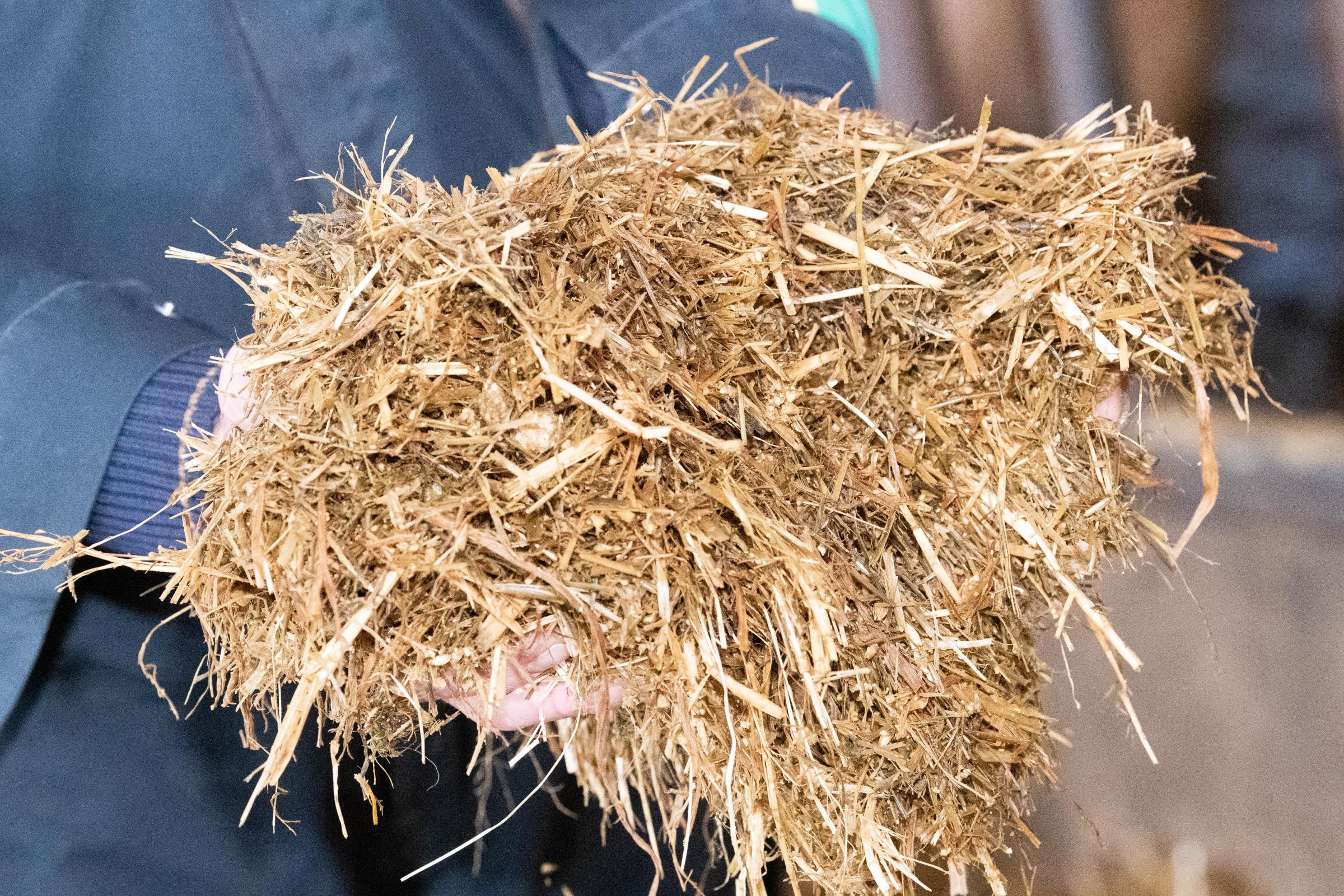 some of the silage-based diet, with barley mix, minerals, pot ale syrup and straw for roughage Ref:RH170521155 Rob Haining / The Scottish Farmer...