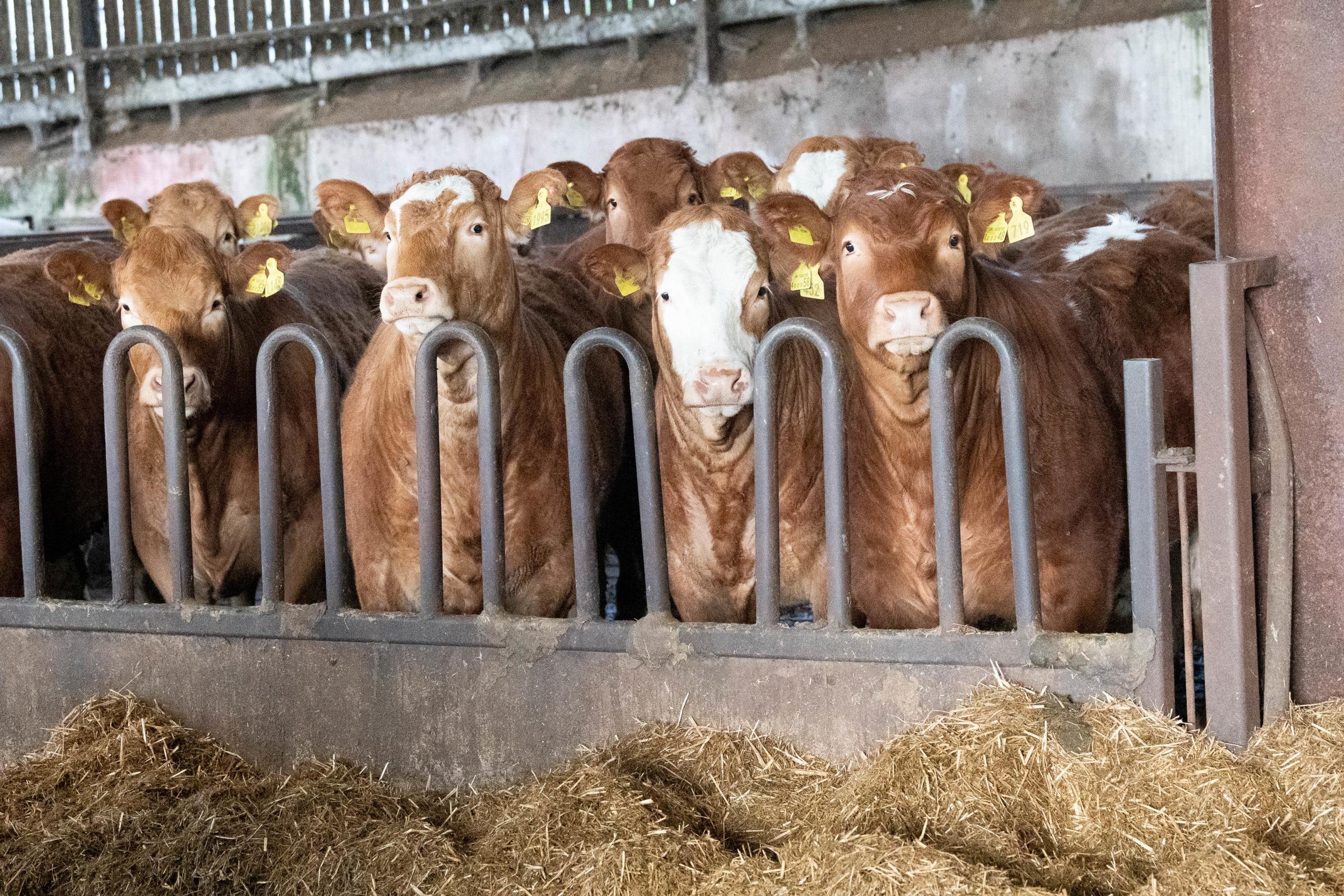 last years spring born calves, which go initially onto slats, receive a silage-based diet, with barley mix, minerals, pot ale syrup and straw for roughage Ref:RH170521156 Rob Haining / The Scottish Farmer...