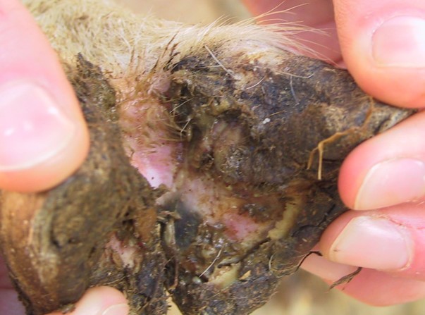 An early case of footrot with infection spreading under the horn tissue and separating the sole