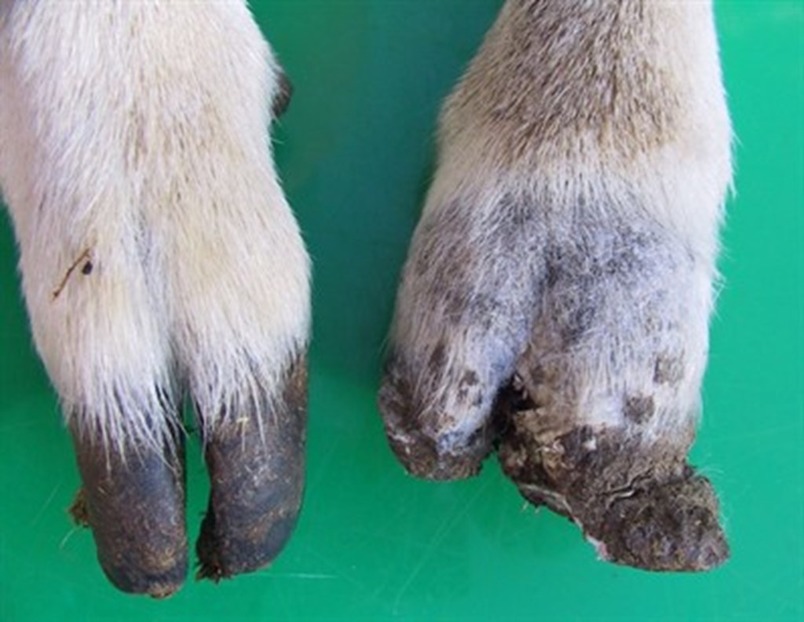 Severe CODD has caused permanent damage to the hoof and prevented normal regrowth