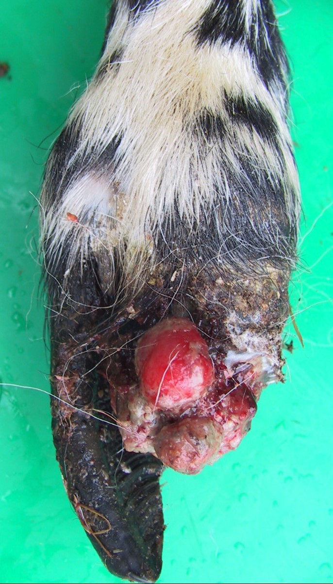 Toe granuloma caused by excess trimming