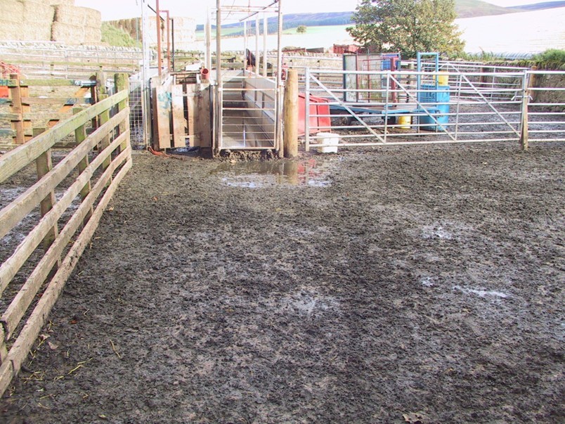 Footbathing should only be carried out in a clean footbath and provided the sheep can walk out onto clean, hard standing ground