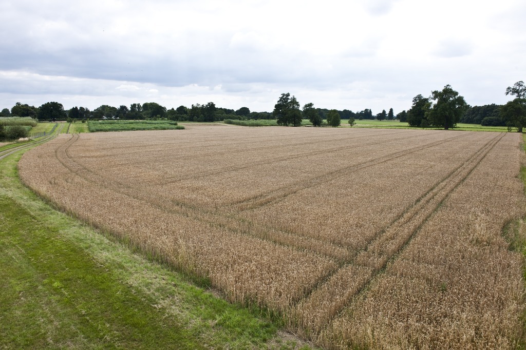 A wheat field from the Highfield ley experiment which is being used to benchmark the good, the bad and the ugly factors in todays soil structures