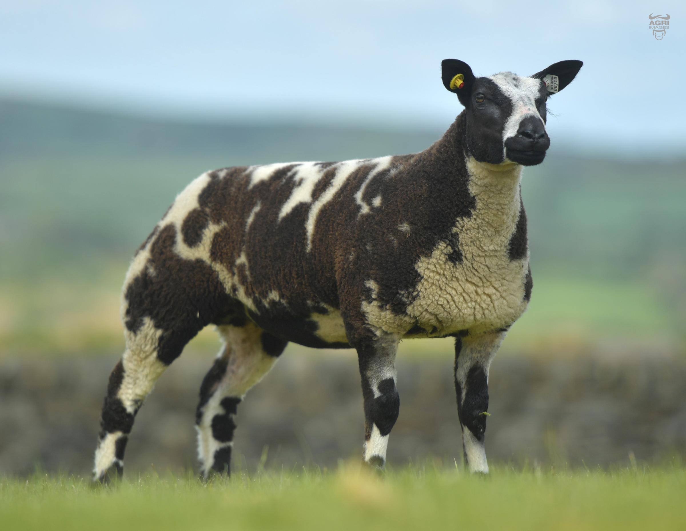 Diamond Emilia topped the Dutch Spotted section at £4500