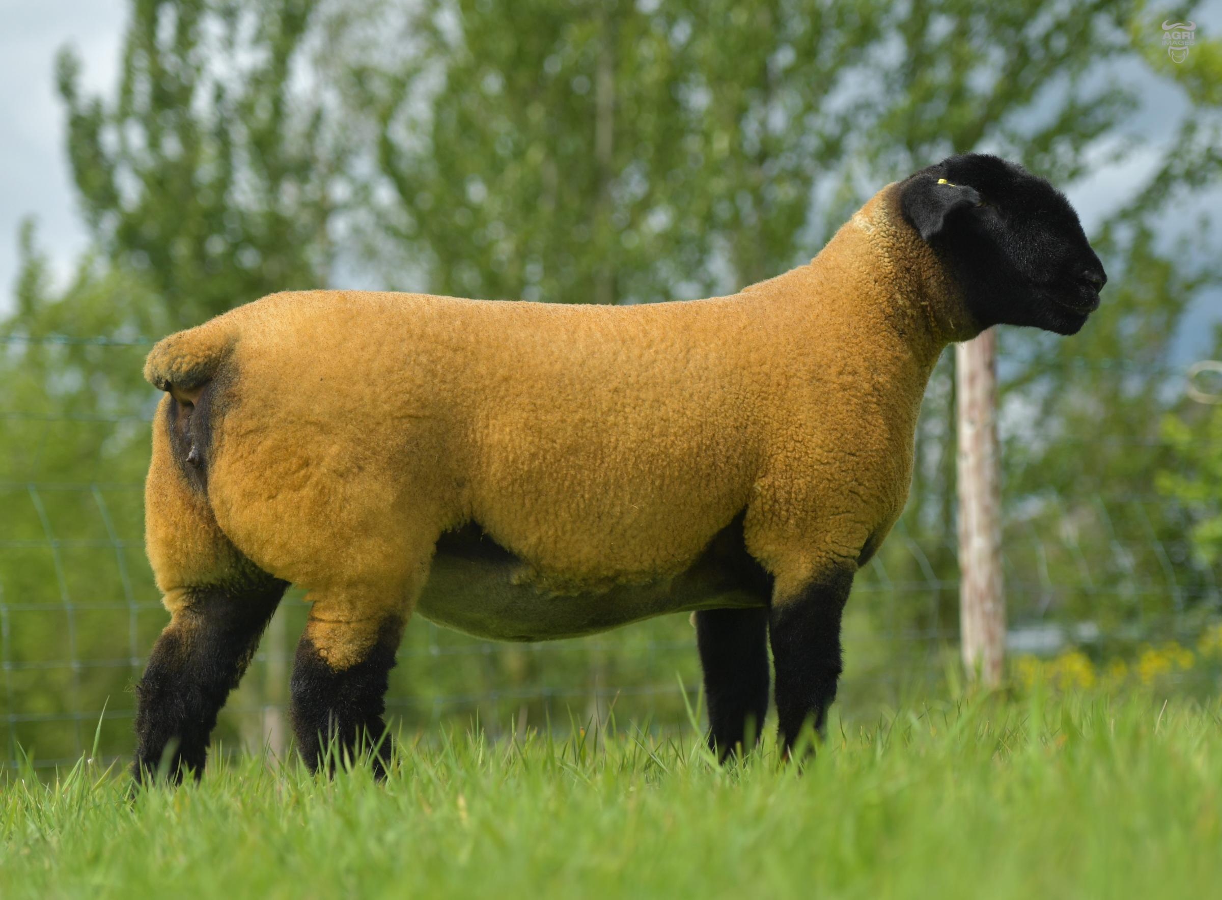 Top priced Suffolk at £5300 from Mark Priestleys Limestone flock