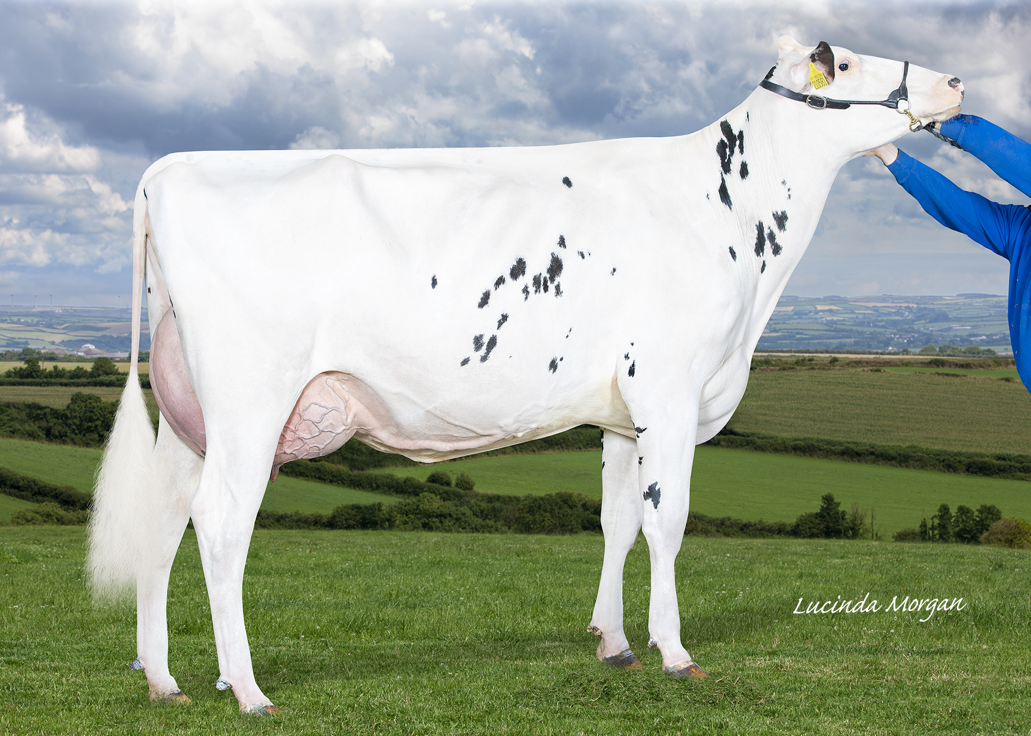 Willsbro Amoeba Amber 167 made 9000gns selling to James McNeil, Cairnpat