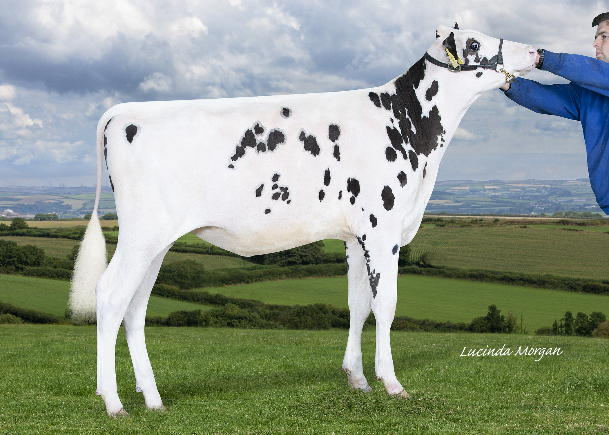 Cairnpat also went to 8000gns for Willsbro Tropic Sharon
