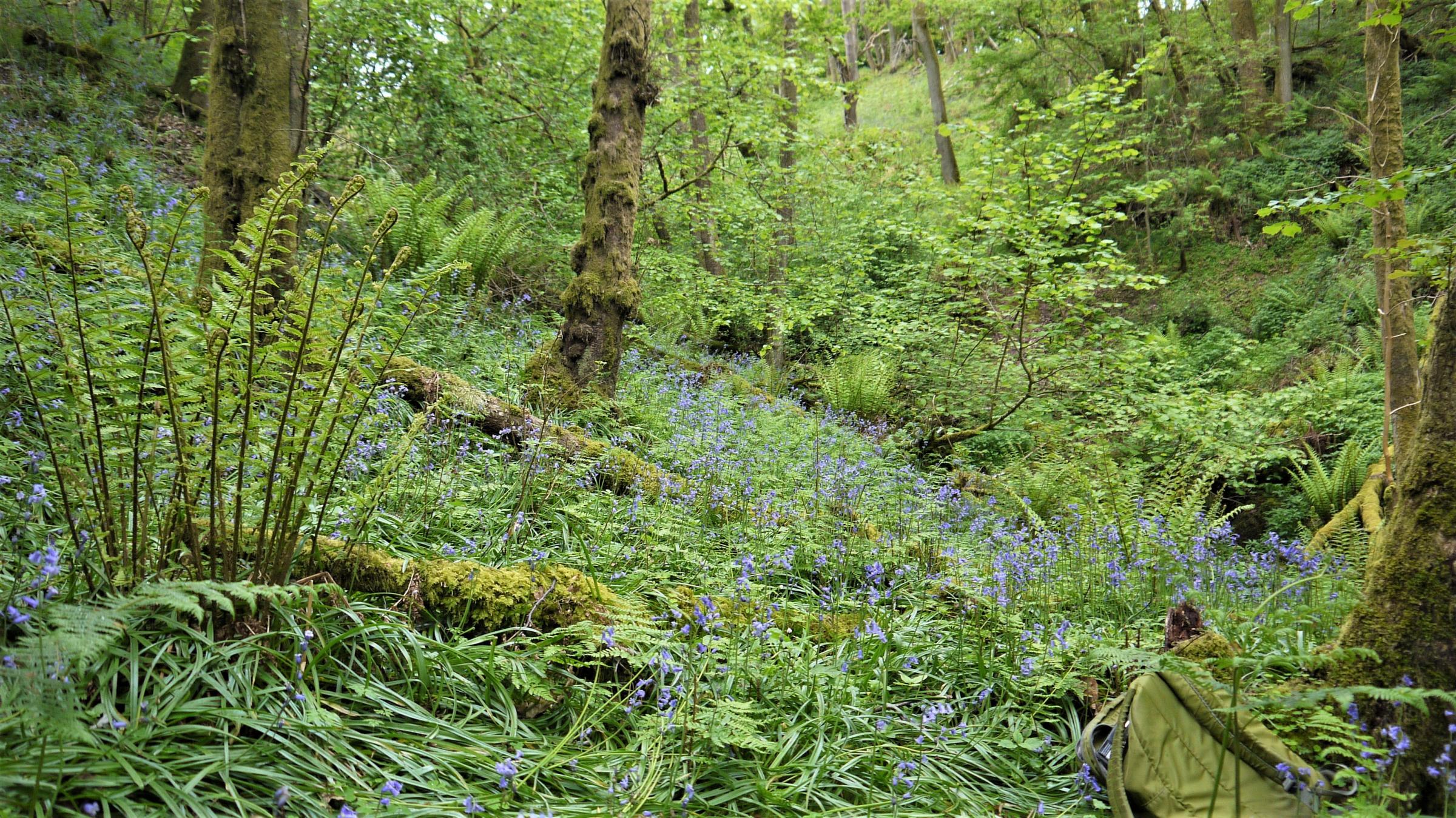 Adding wildflowers to new woodland - Vimarsana News