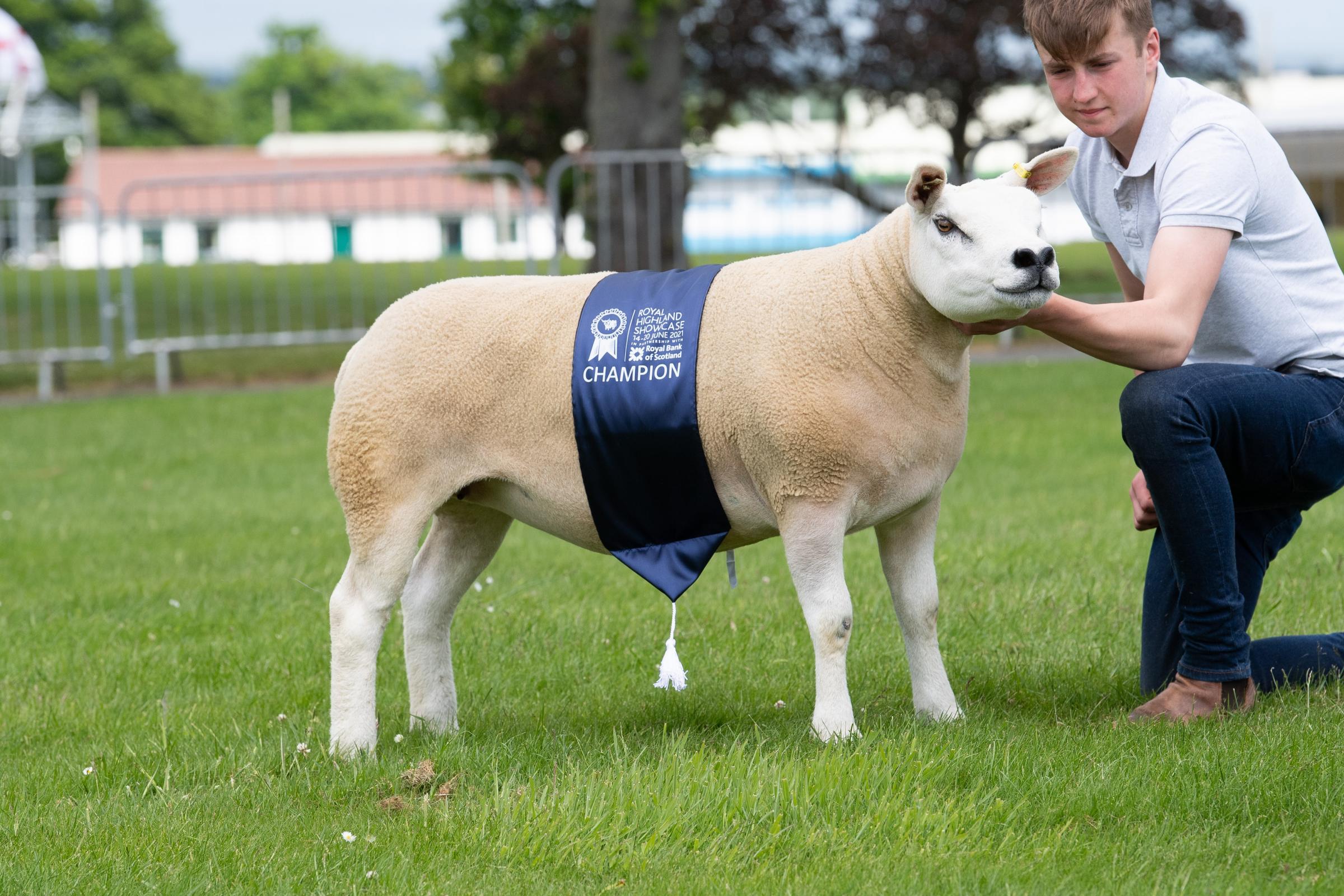  Robbie Wilsons Texel champion was reserve inter-breed accredited sheep Ref:RH140621056 Rob Haining / The Scottish Farmer...