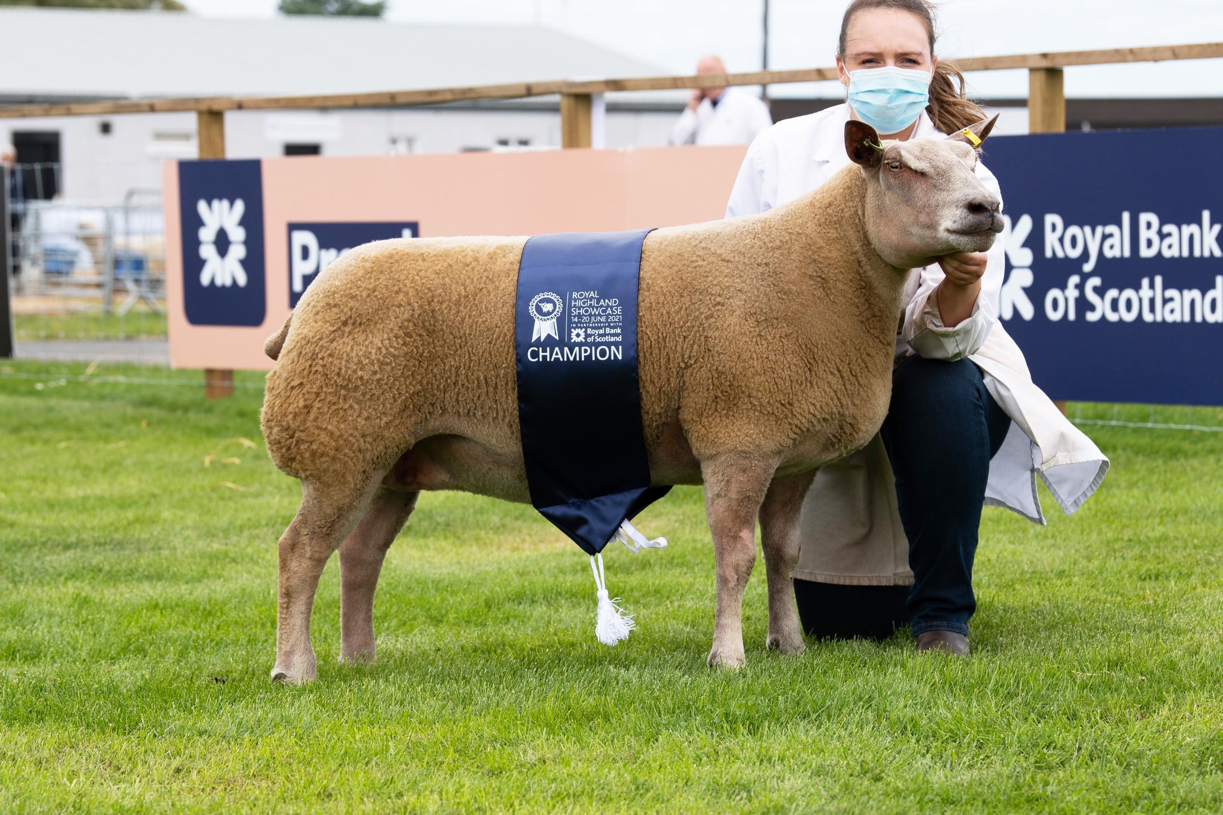 Overall accredited sheep was the Charollais ewe from Logie Durno Ref:RH140621057 Rob Haining / The Scottish Farmer...