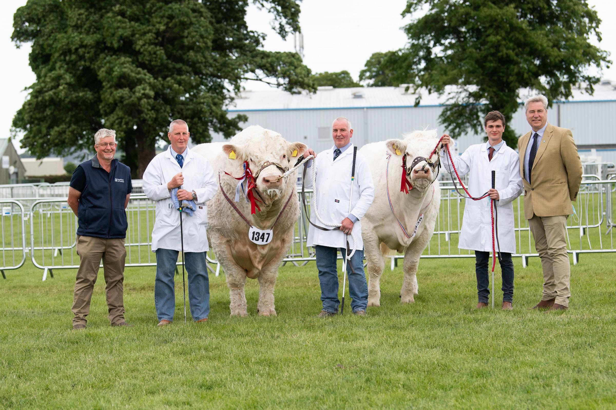 inter-breed pairs went to the Charolais with AJR FArms Maerdy Morwr teaming up with Harestone Mammamia from the Barclay family Ref:RH150621077 Rob Haining / The Scottish Farmer...