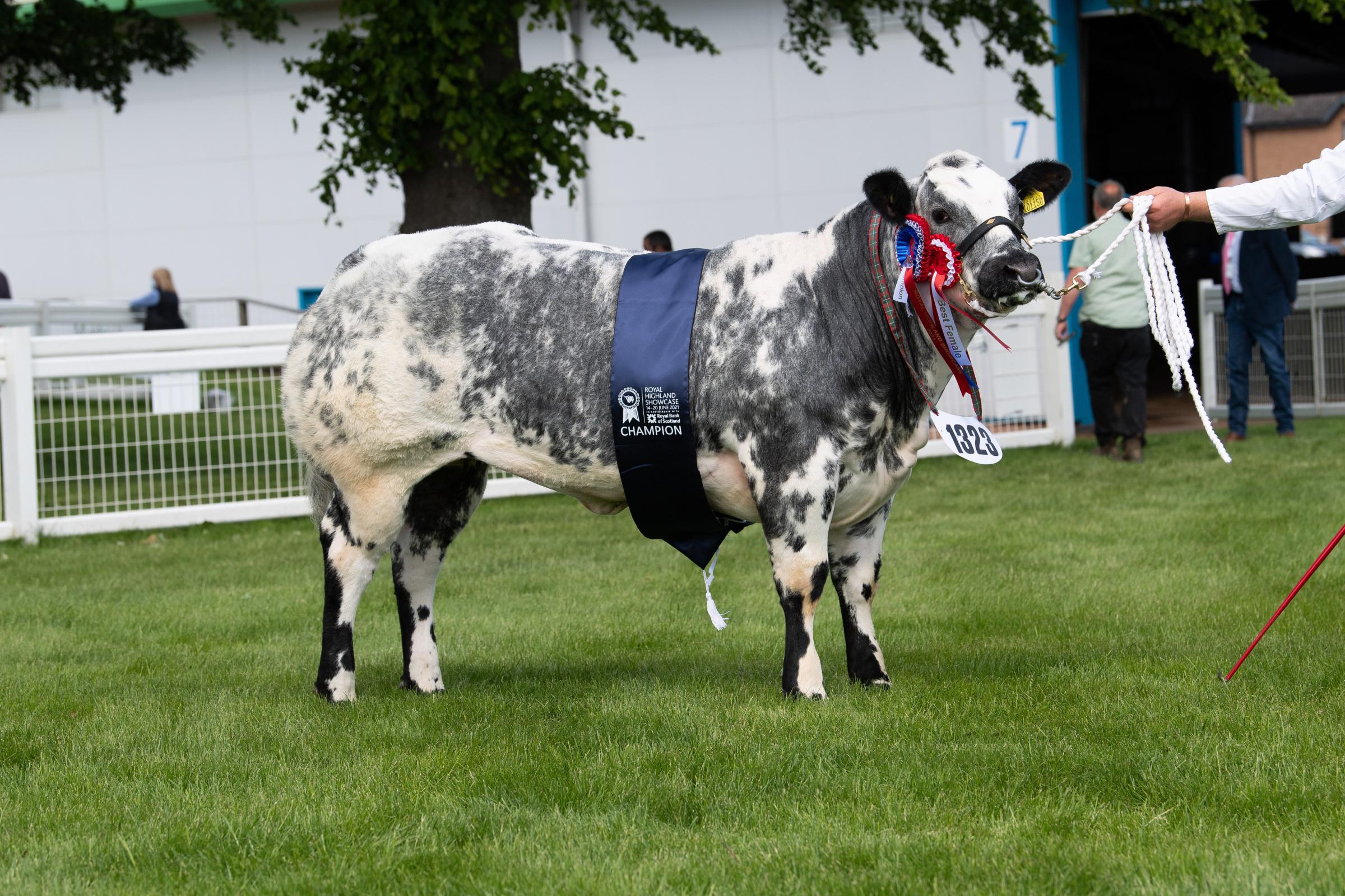 Kevin Watrets Solway View Pearl stood champion in the British Blue section Ref:RH150621025 Rob Haining / The Scottish Farmer...