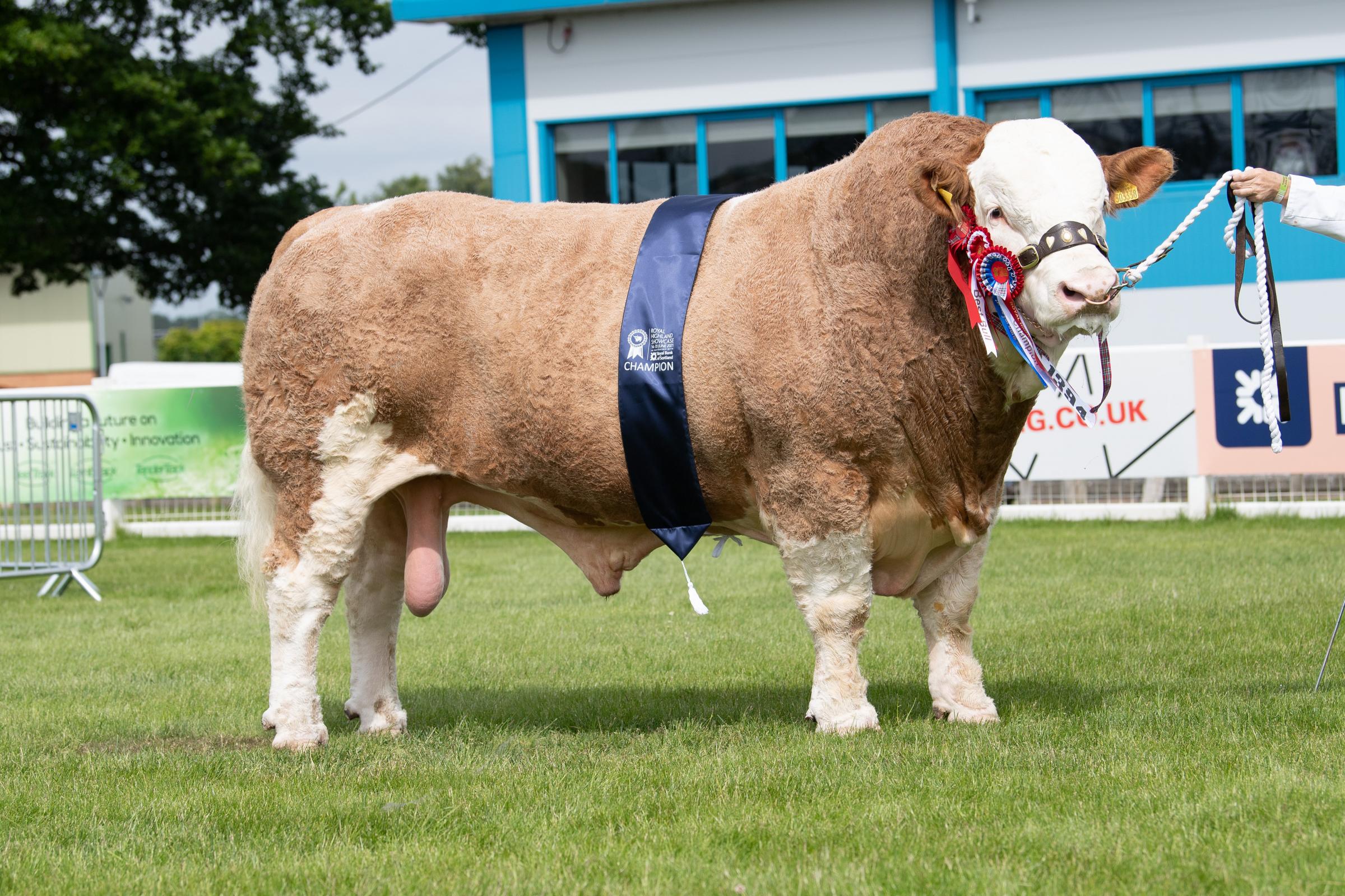 Drumsleed Hivy 16 from the Smith family took top honours in the Simmentals Ref:RH150621036 Rob Haining / The Scottish Farmer...