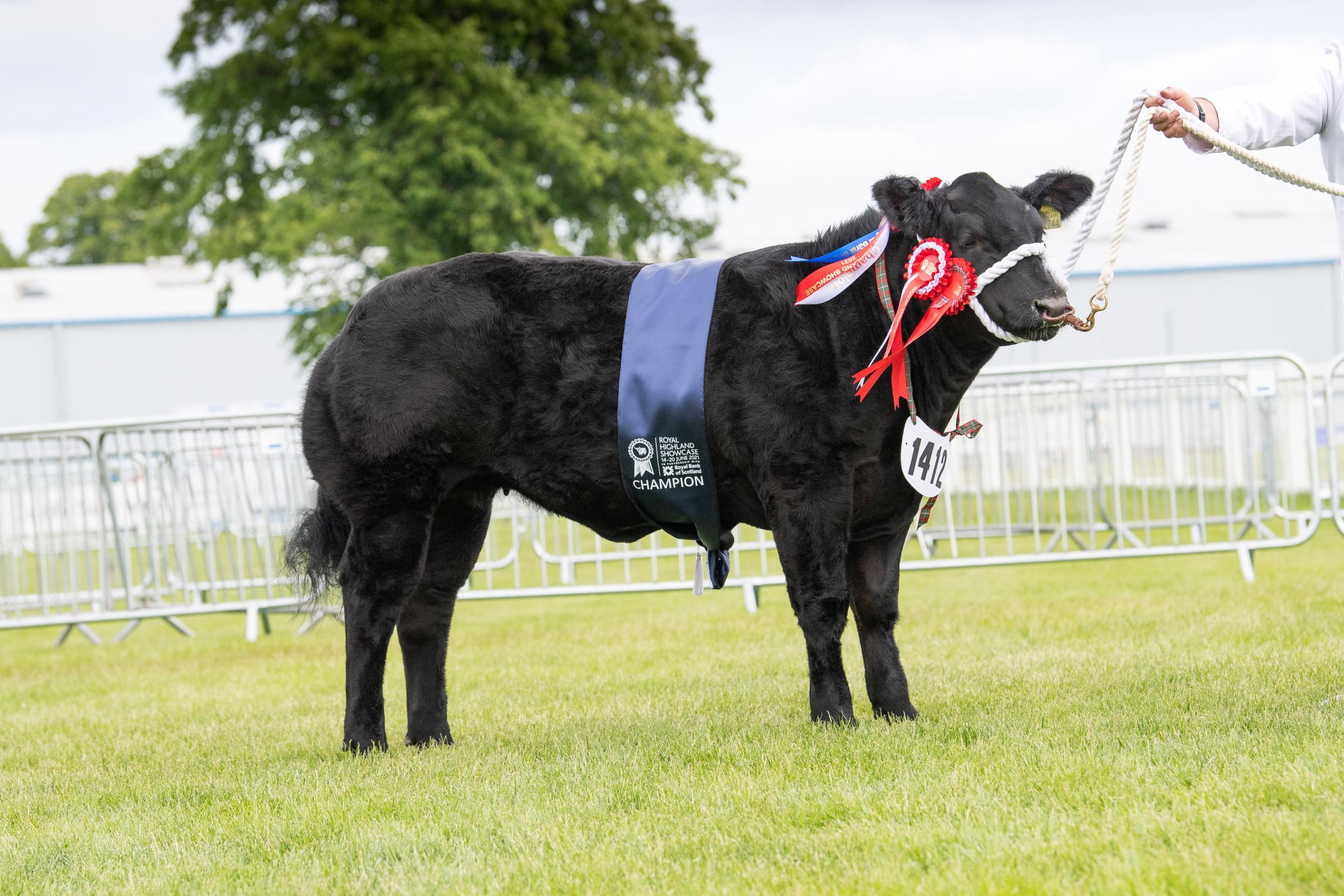 Wilson Peters Ava Butt took top ticket in the commercial section Ref:RH150621066 Rob Haining / The Scottish Farmer...