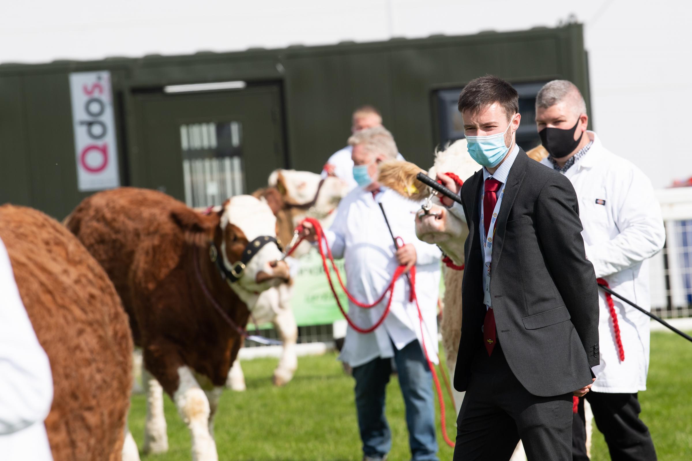Tom Bruce studying the entries in the Simmental classes Ref:RH150621019 Rob Haining / The Scottish Farmer...