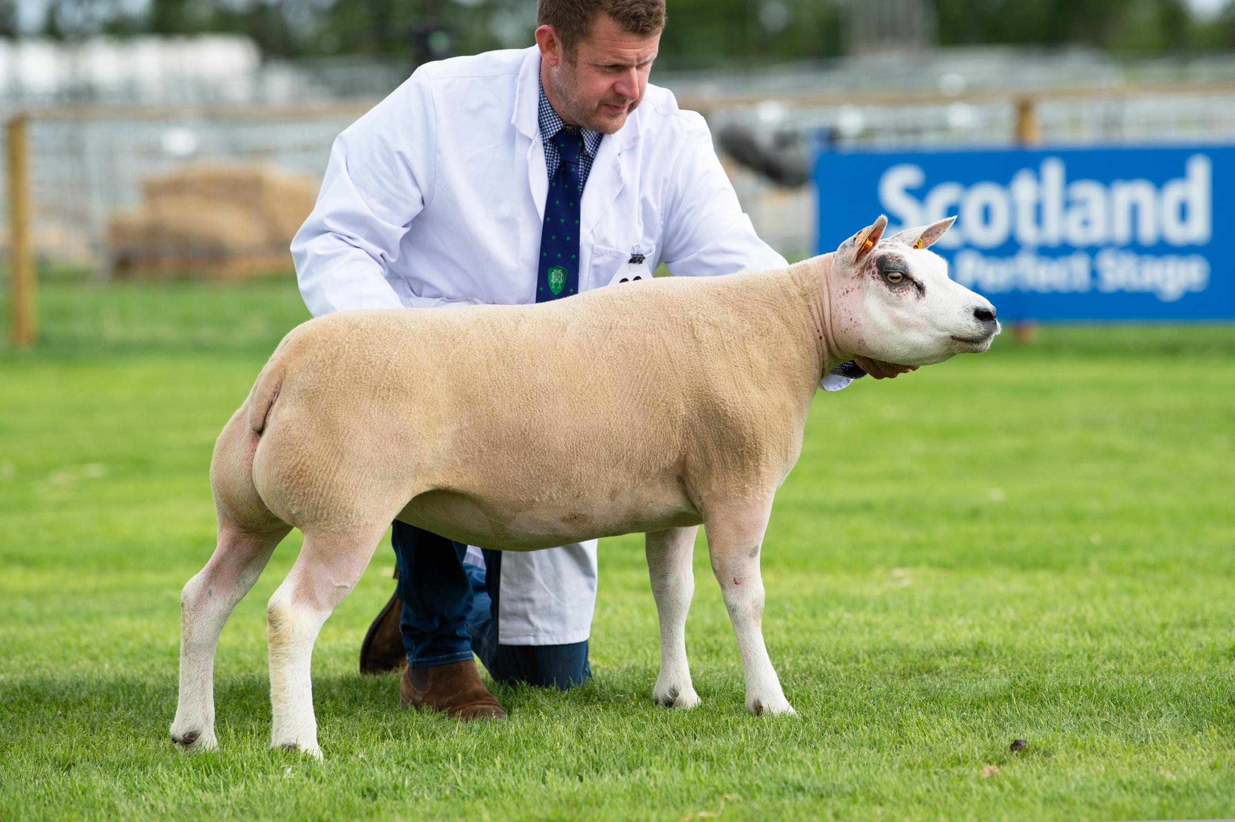  Alan Millers Lurg Fern was Beltex champion and made up part of the reserve inter-breed pairs Ref:RH140621074 Rob Haining / The Scottish Farmer...