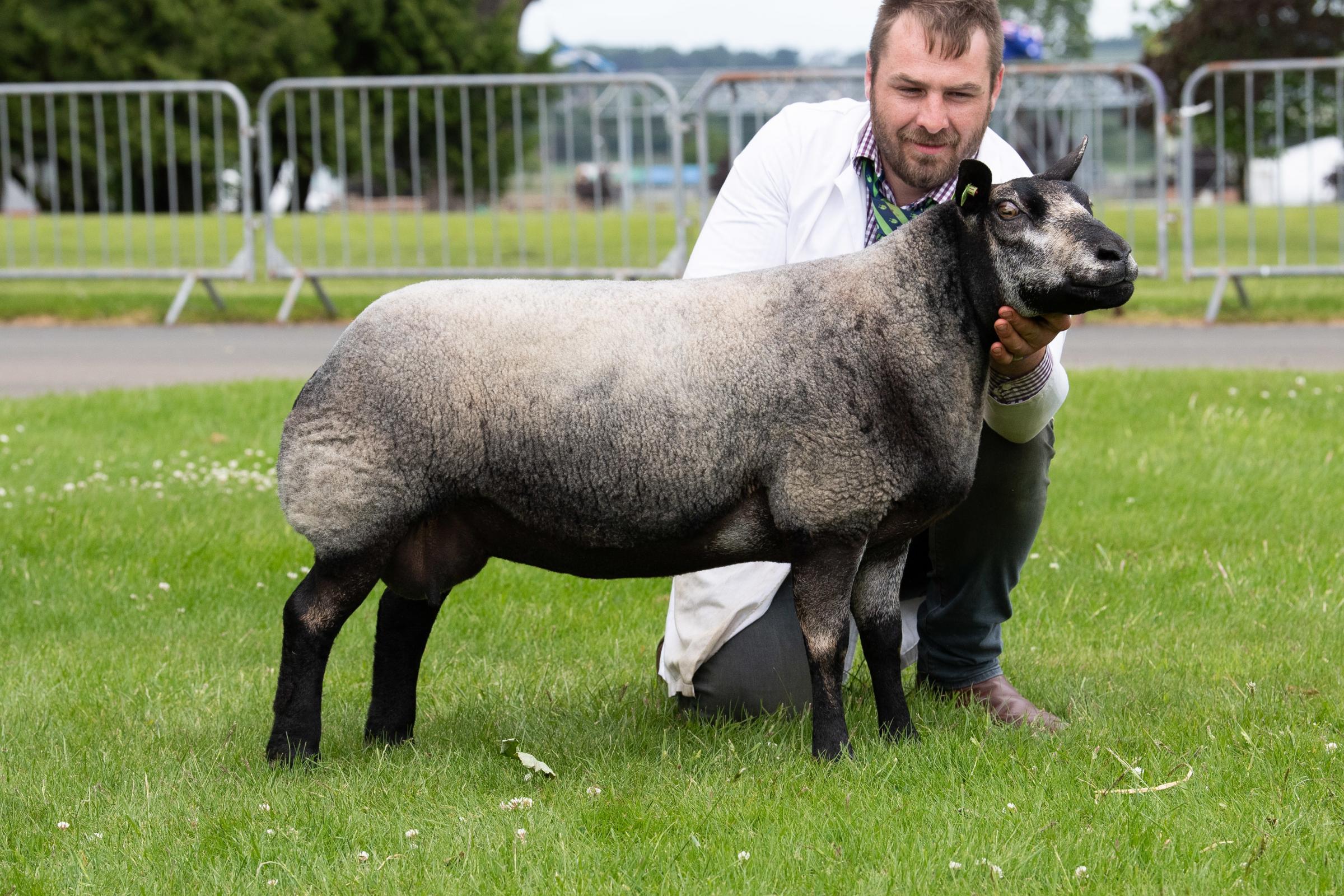 Top in the Blue Texels was Kevin Watrets Solway View Baby G Ref:RH140621072 Rob Haining / The Scottish Farmer...