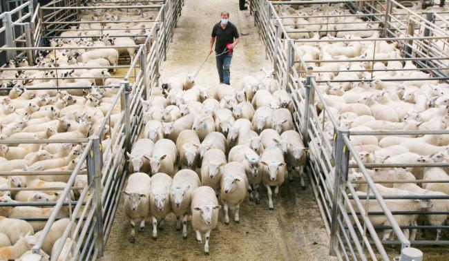 : Chris Ryder with the first prize pen of lambs that later sold for £99 per head