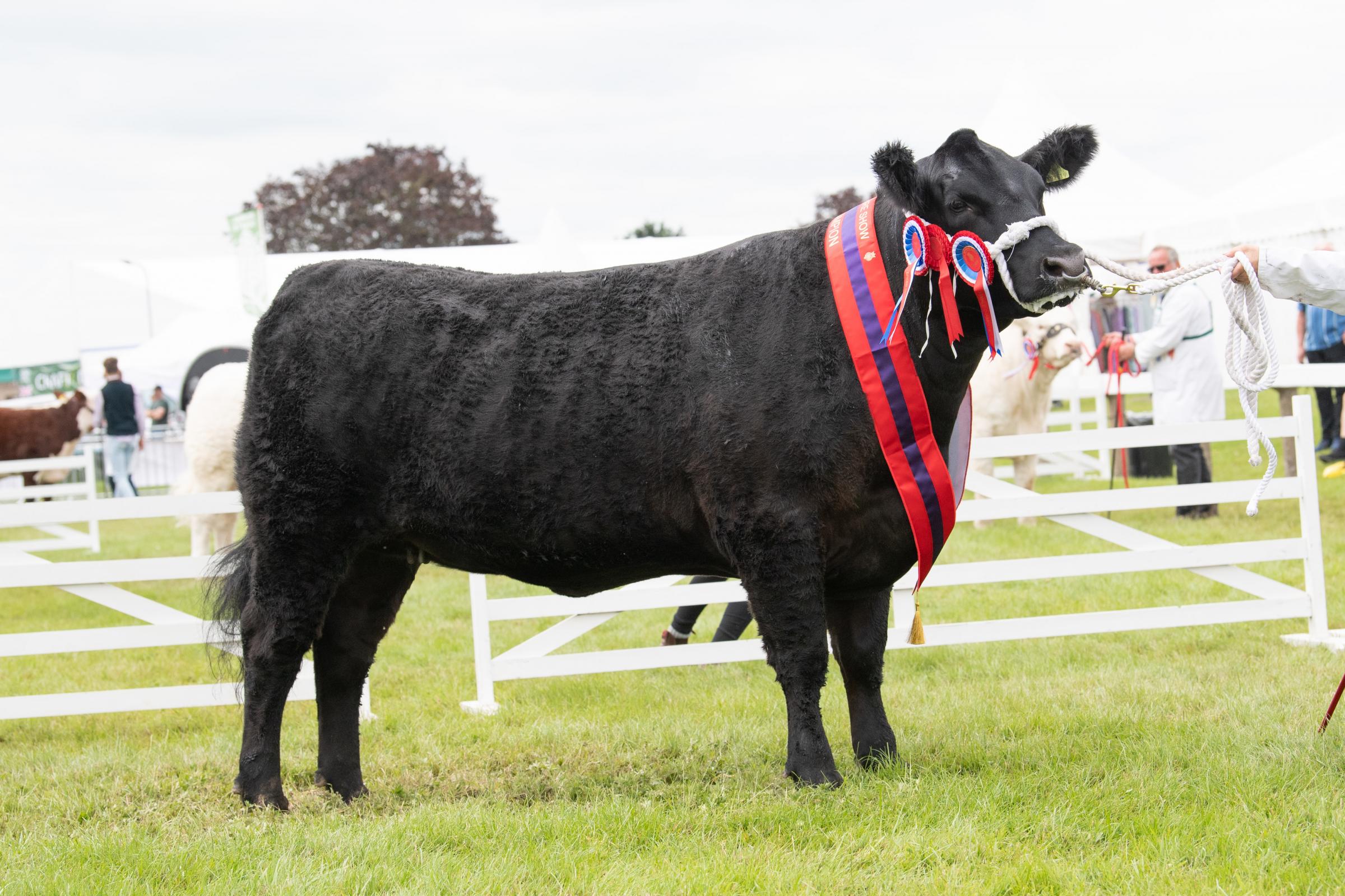 Topping the Aberdeen Angus section was from the HAssell and Wylie team Ref:RH150721059 Rob Haining / The Scottish Farmer...