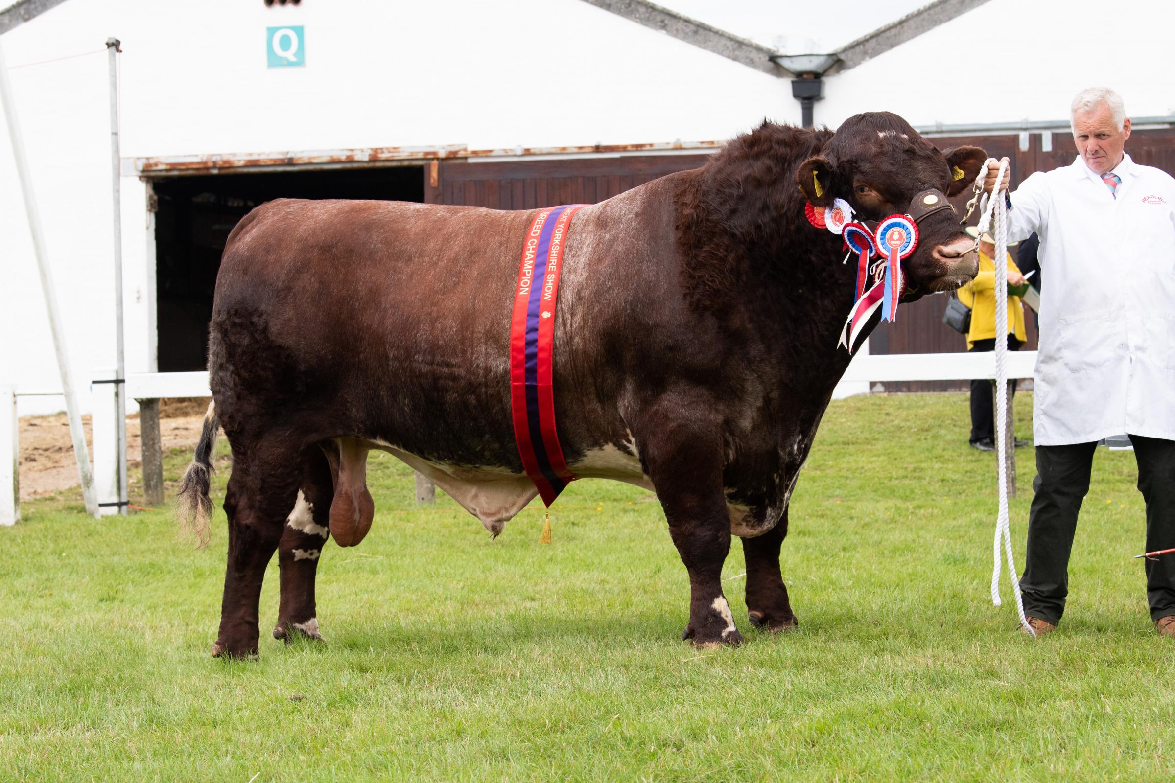 Alan Jacksons Shorthorn bull stood champion Ref:RH150721069 Rob Haining / The Scottish Farmer...