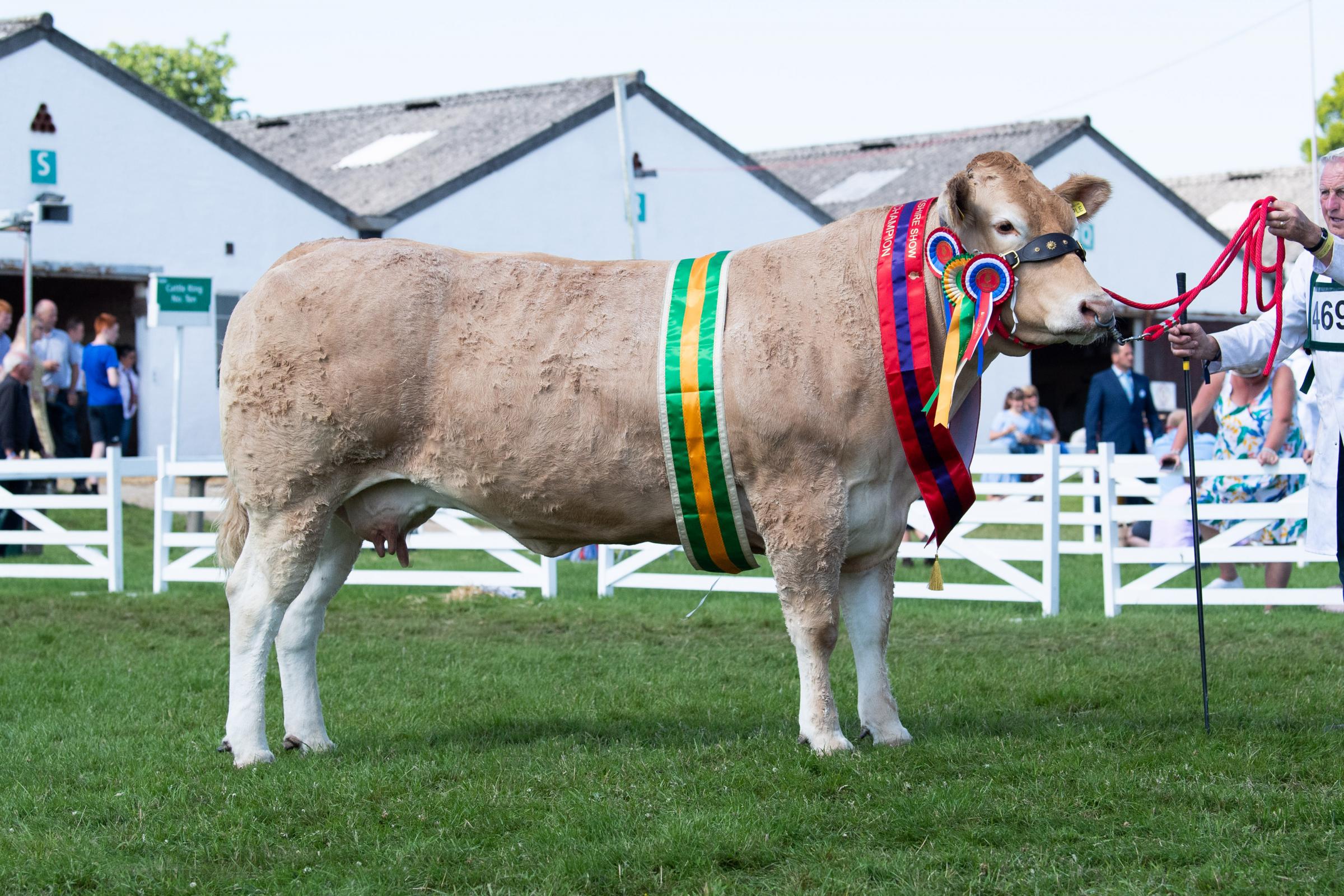 Blonde champion was the cow from TP Atkinson Ref:RH150721110 Rob Haining / The Scottish Farmer...