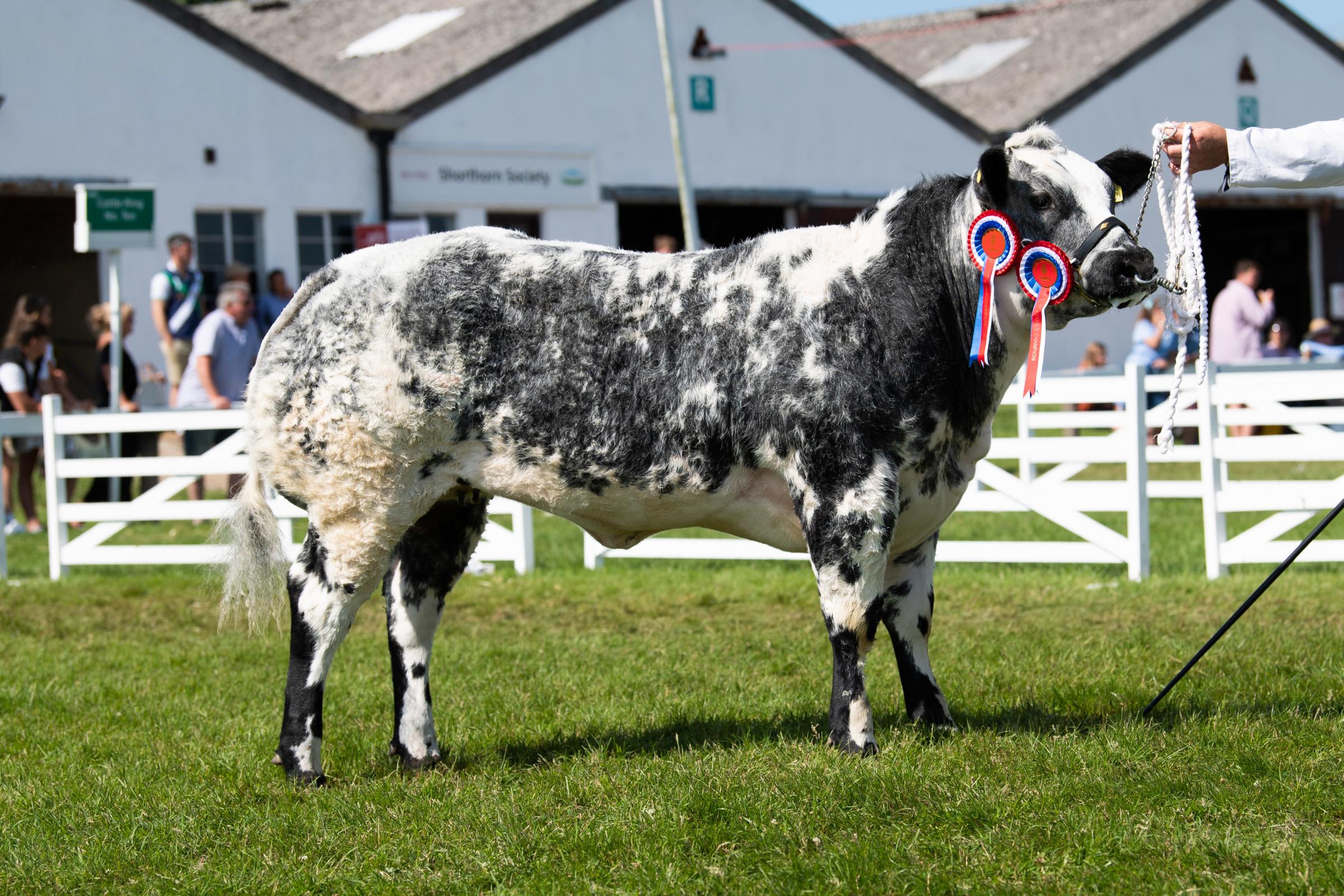 Heifer from Kevin Watret stood champion in the British Blue section Ref:RH150721112 Rob Haining / The Scottish Farmer...