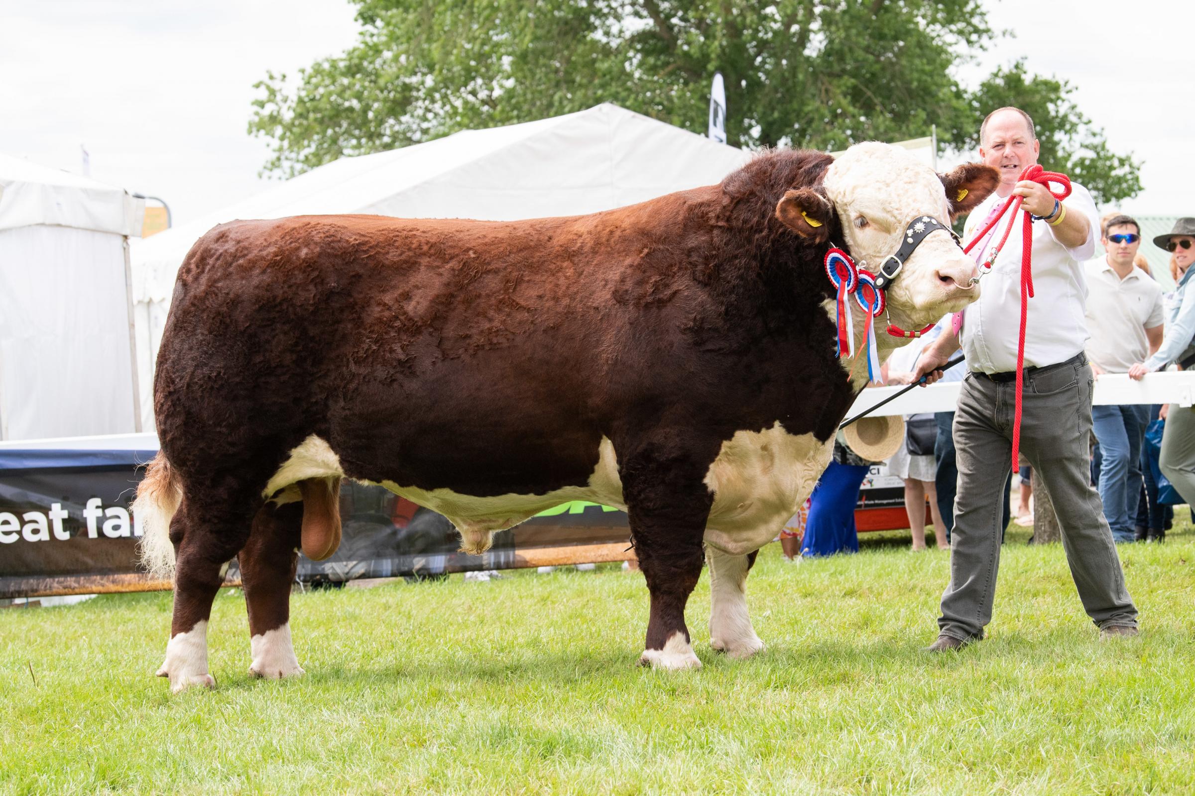 Hereford champion came from Tom and Di Harrison Ref:RH150721063 Rob Haining / The Scottish Farmer...