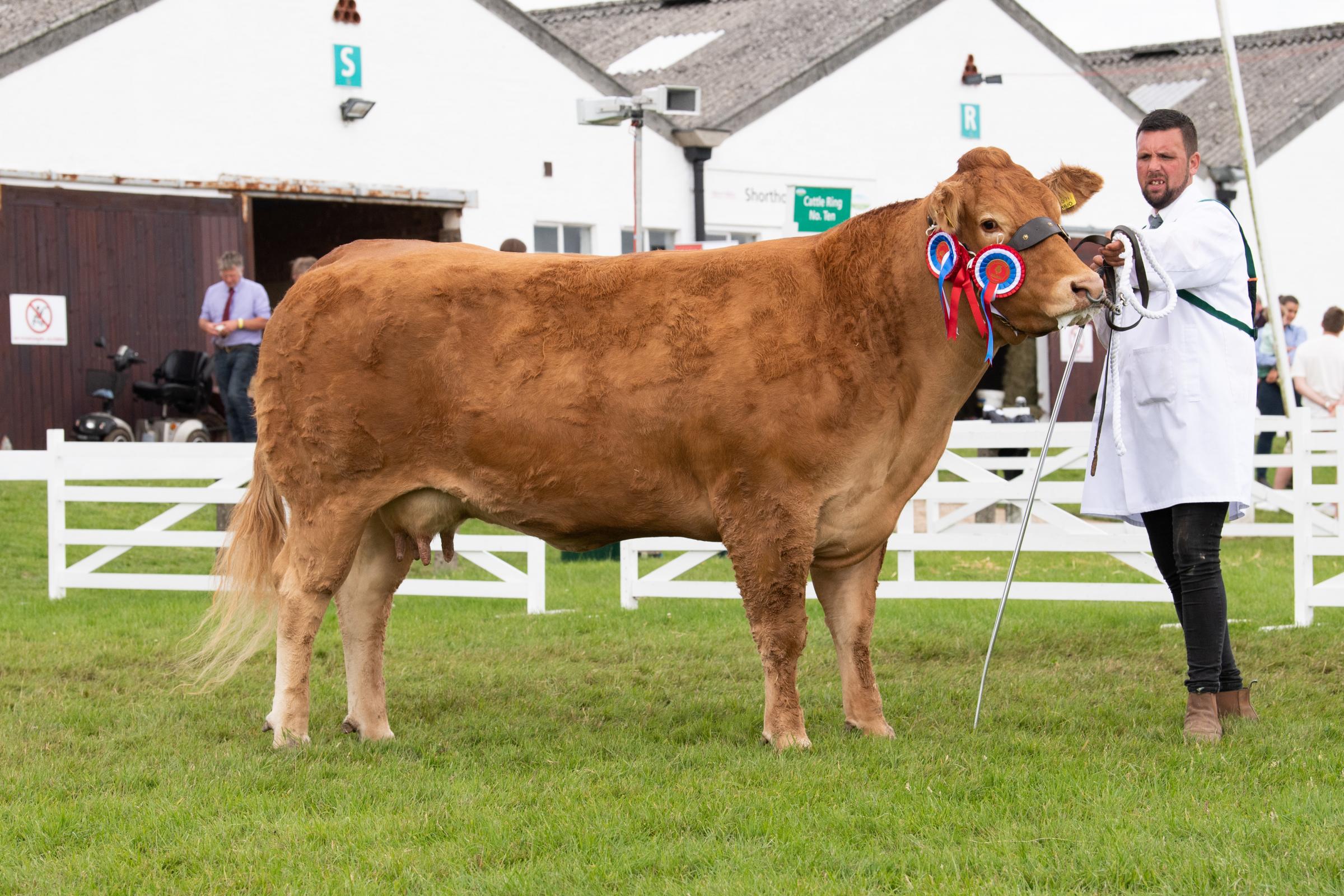 Limousin champion came from Jenkinson Farms Ref:RH150721070 Rob Haining / The Scottish Farmer...