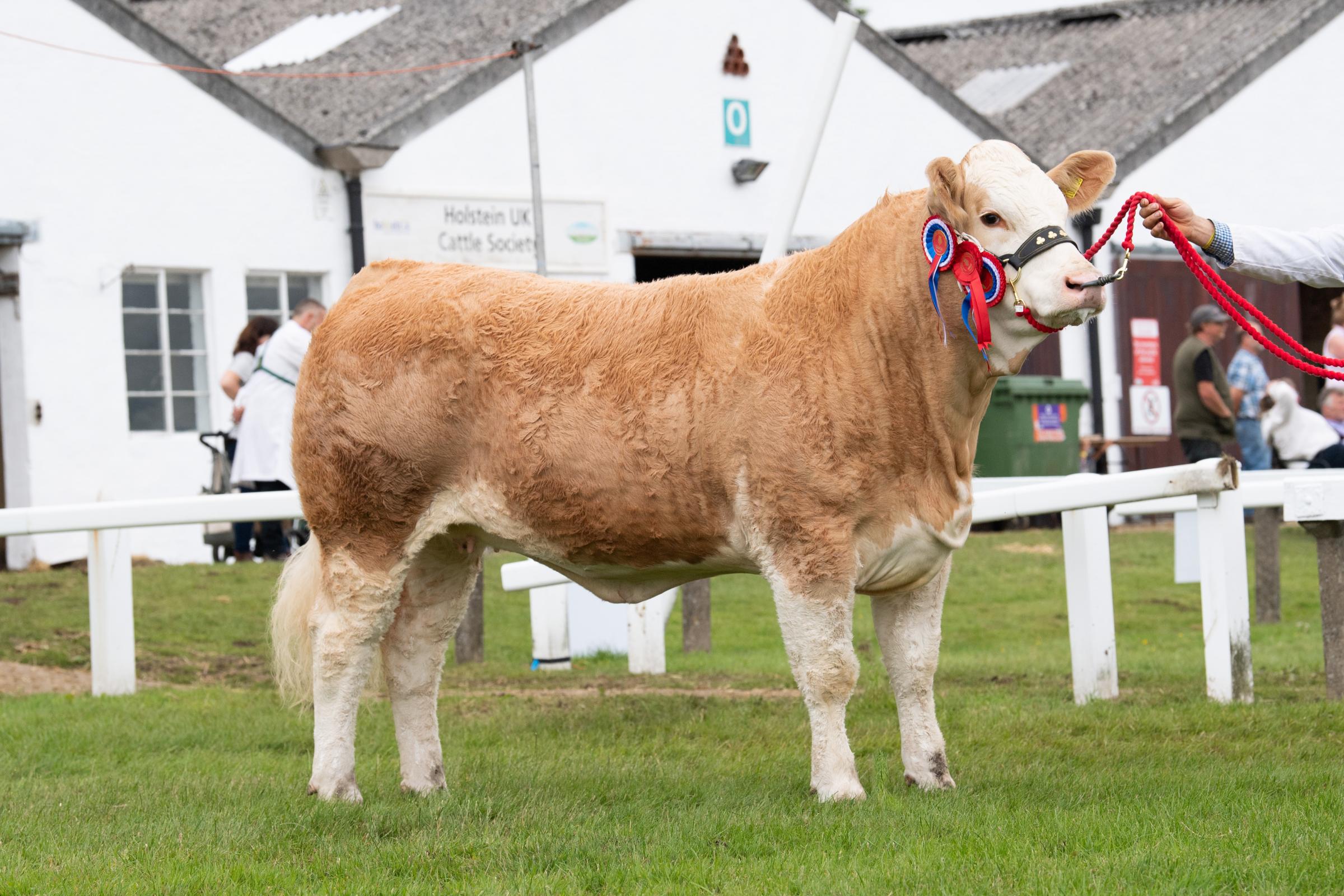 Simmental champion was from D A Sapsed Ref:RH150721058 Rob Haining / The Scottish Farmer...