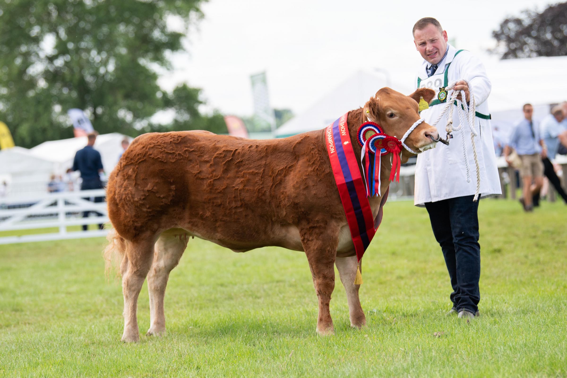 Harryman and Warriner took the top ticket in the Commercial beef section with the Limousin cross heifer Ref:RH140721092 Rob Haining / The Scottish Farmer...