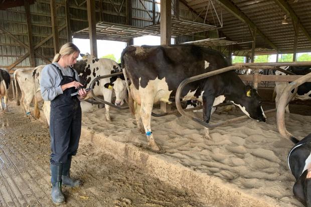 COWALERT will now be installed to monitor 11,000 dairy cows in the US