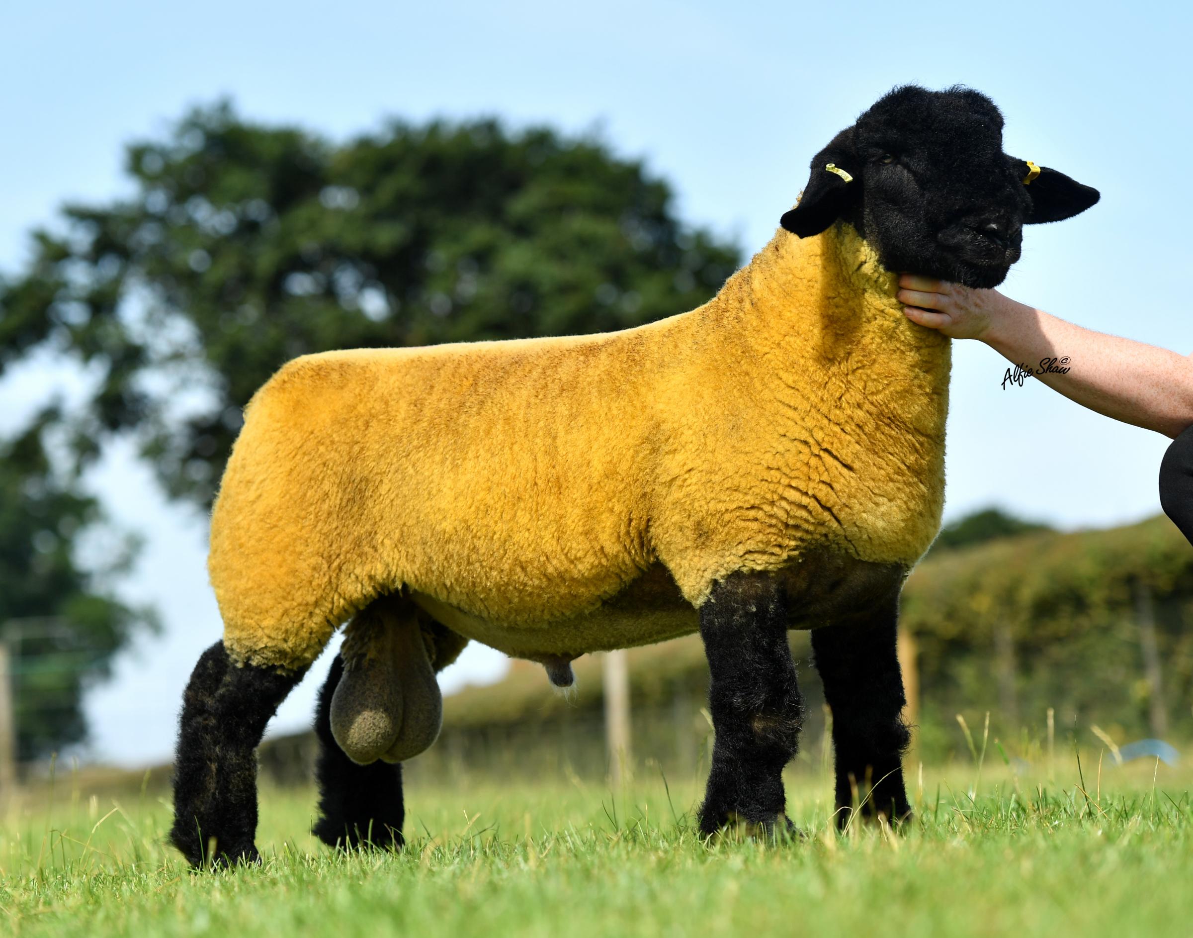 Mark Priestley, Limestone achieved a personal best of 48,000gns