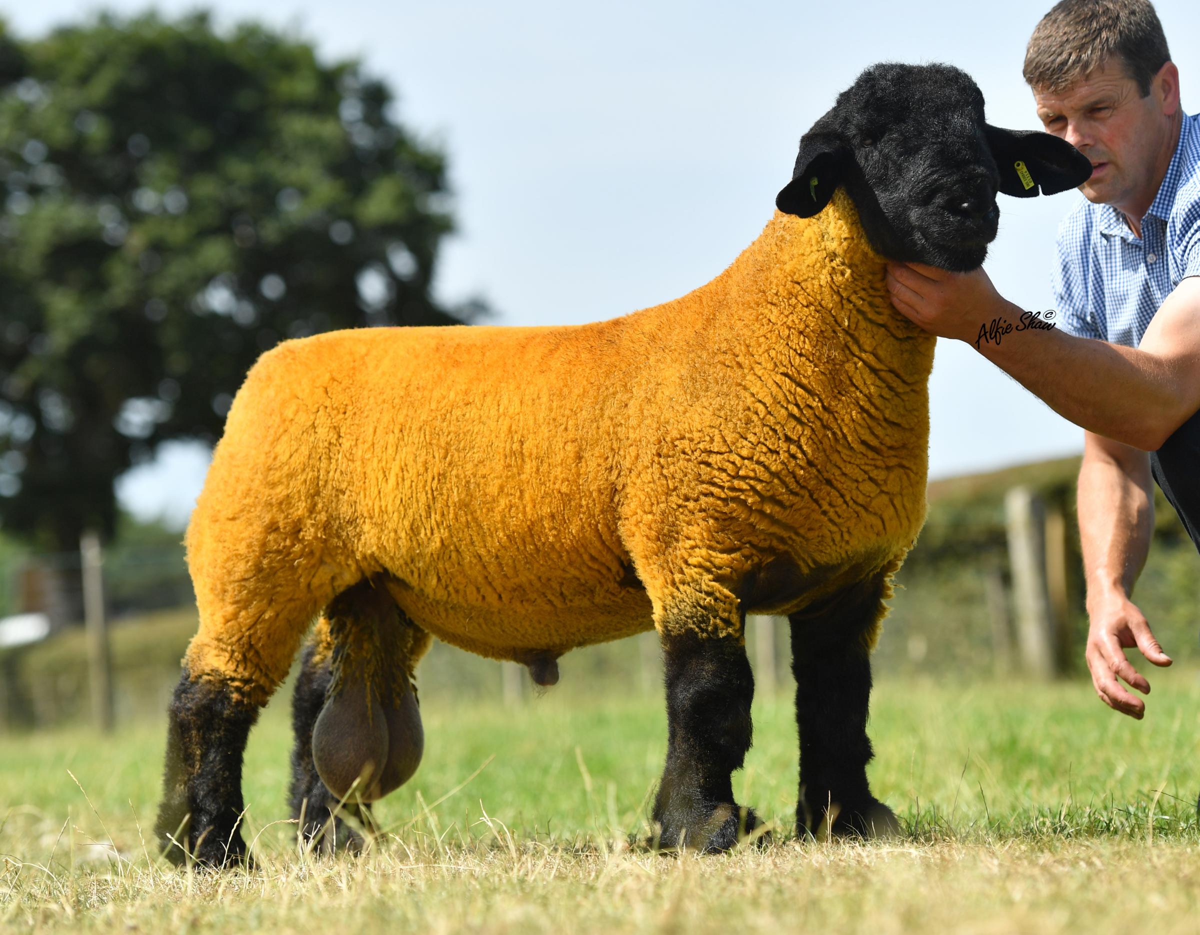 John Gibbs 30,000gns lamb from Cairnton