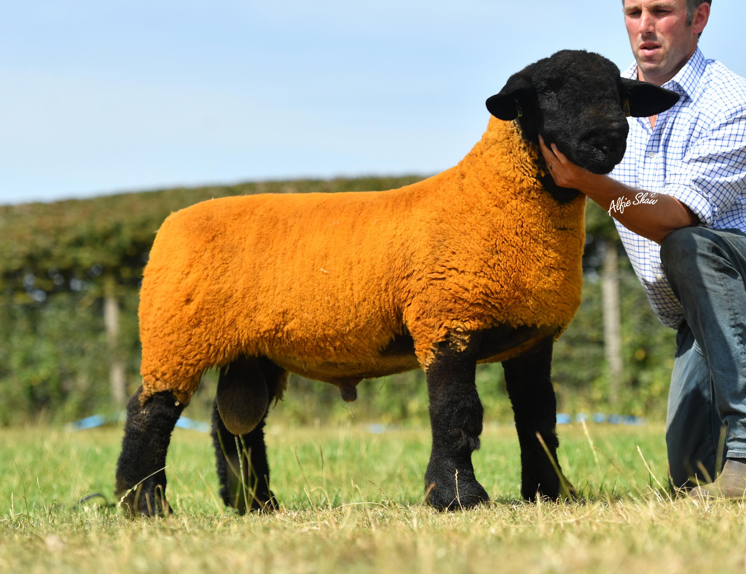 Salopians second lamb sold for 24,000gns