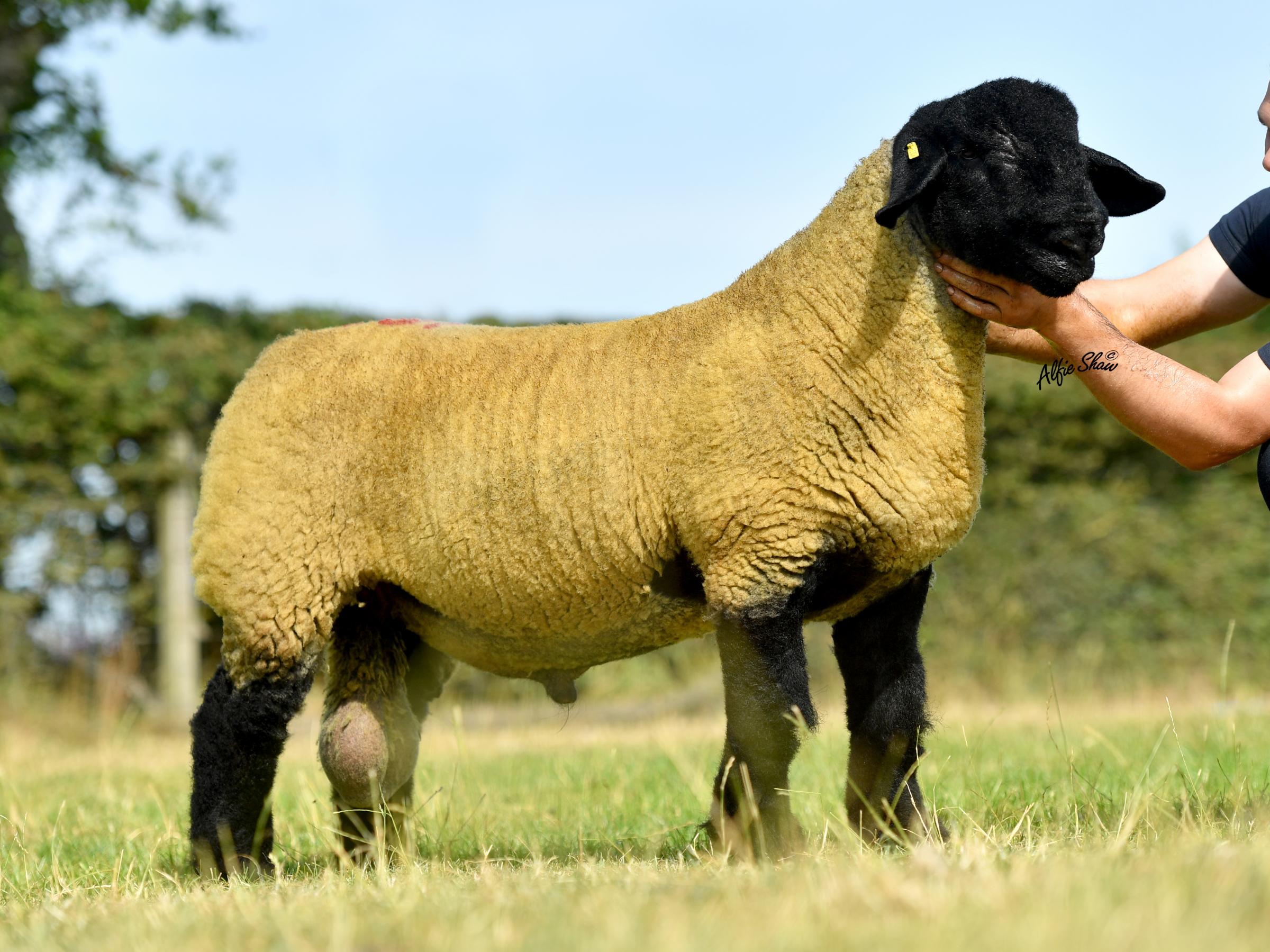Stewart Crafts Lakeview flock sold to 40,000gns for this lamb