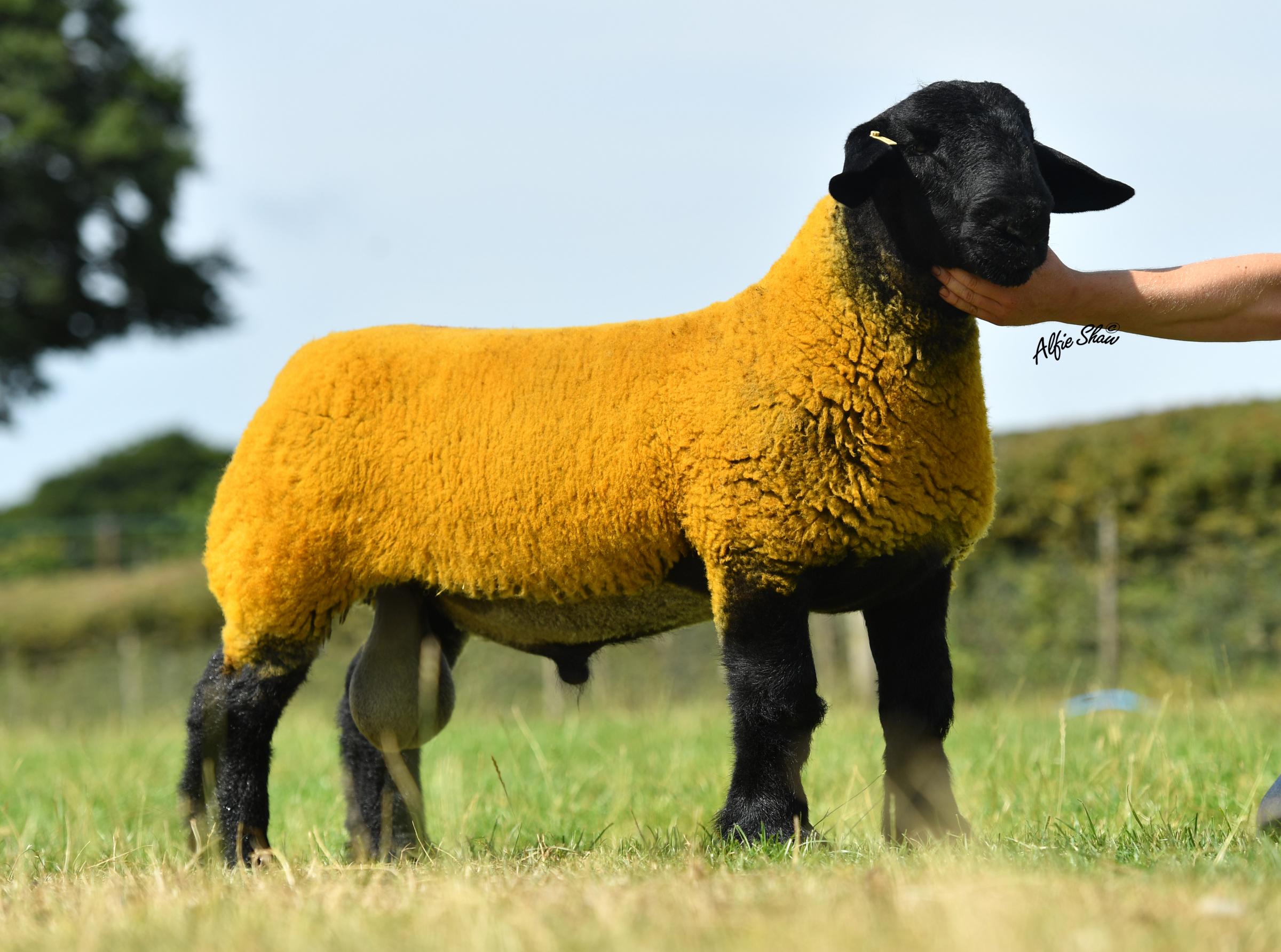 Dafydd Jones of the Frongoy flock sold his best at 25,000gns