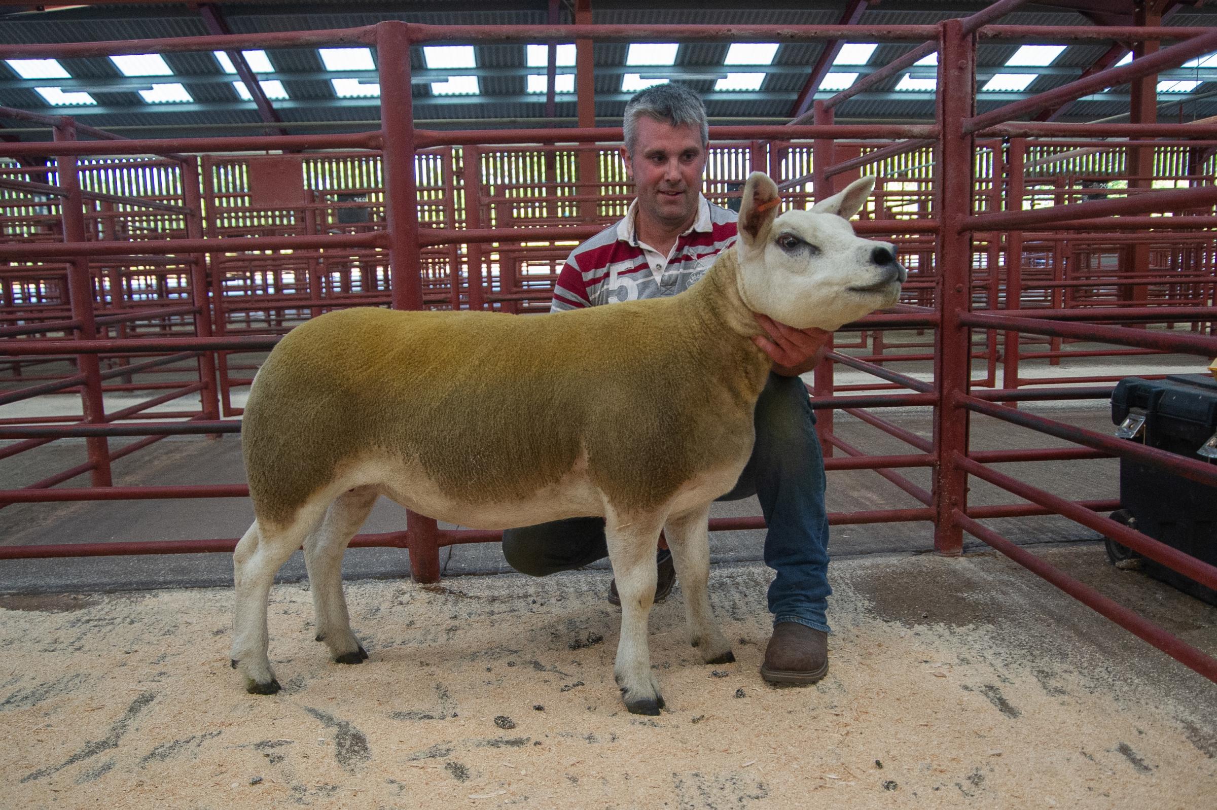 This Texel gimmer from Hazel Laughton made 3000 gns