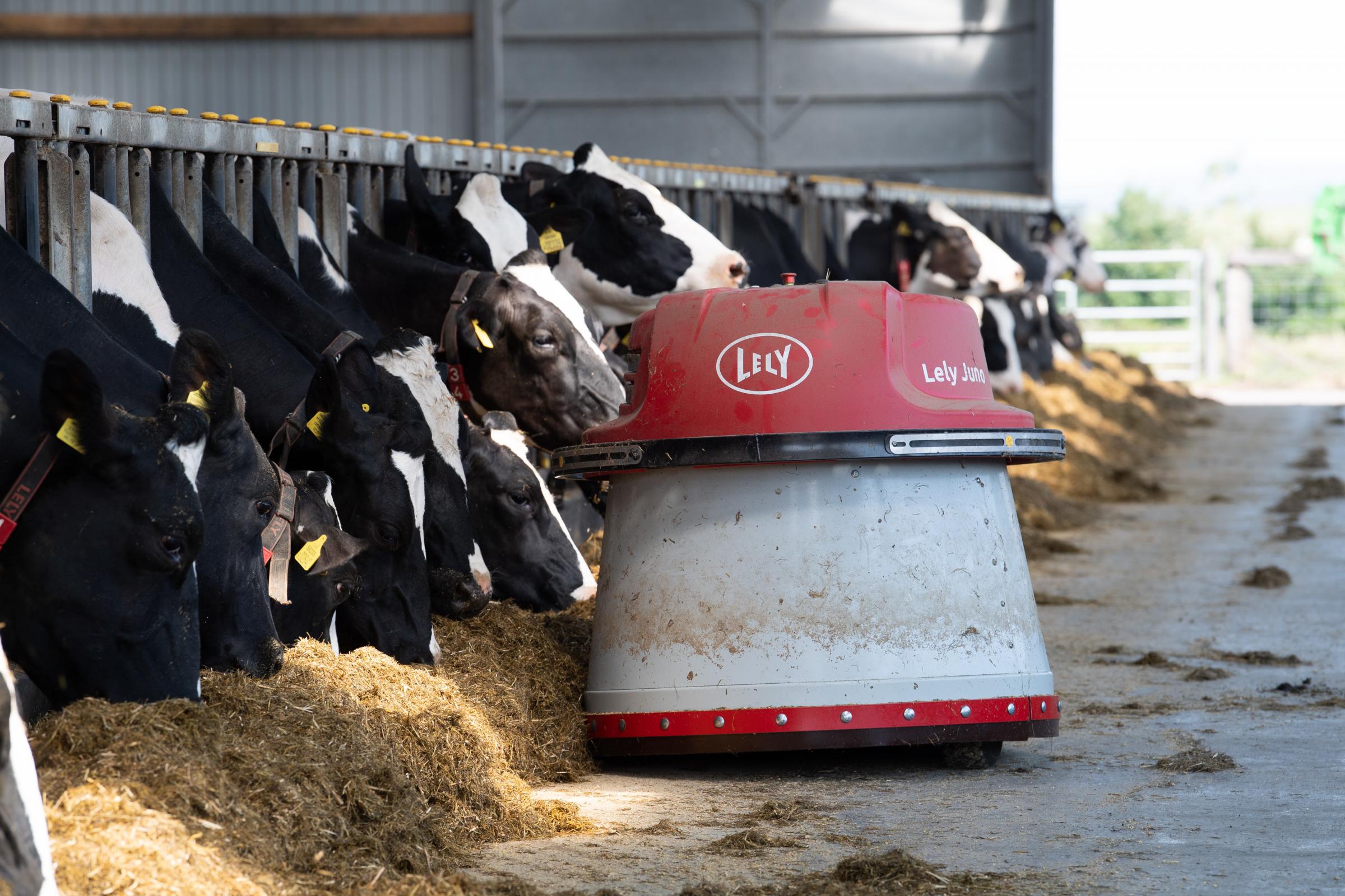  Lely Juno, Automated feed pushing robot to keep the cows with silage Ref:RH210721031 Rob Haining / The Scottish Farmer...