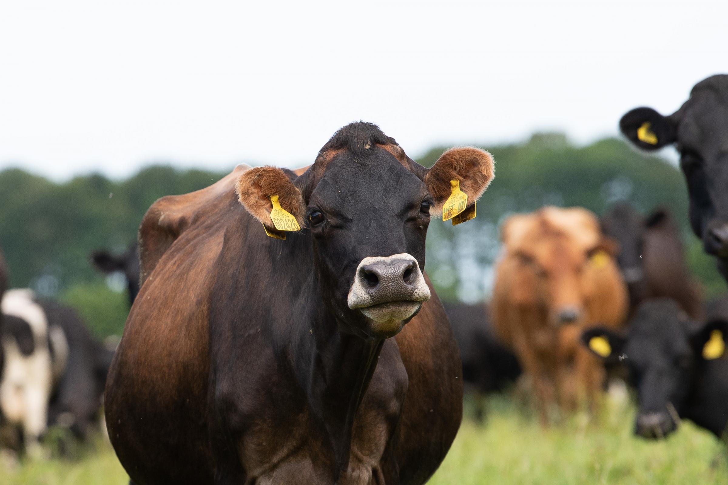 The herd is predominantly Jersey Friesian cross which are put to Scandinavian AI sires from late May with the aim of a tight 10 week calving block from Early February to mid April Ref:RH190721042 Rob Haining / The Scottish Farmer...