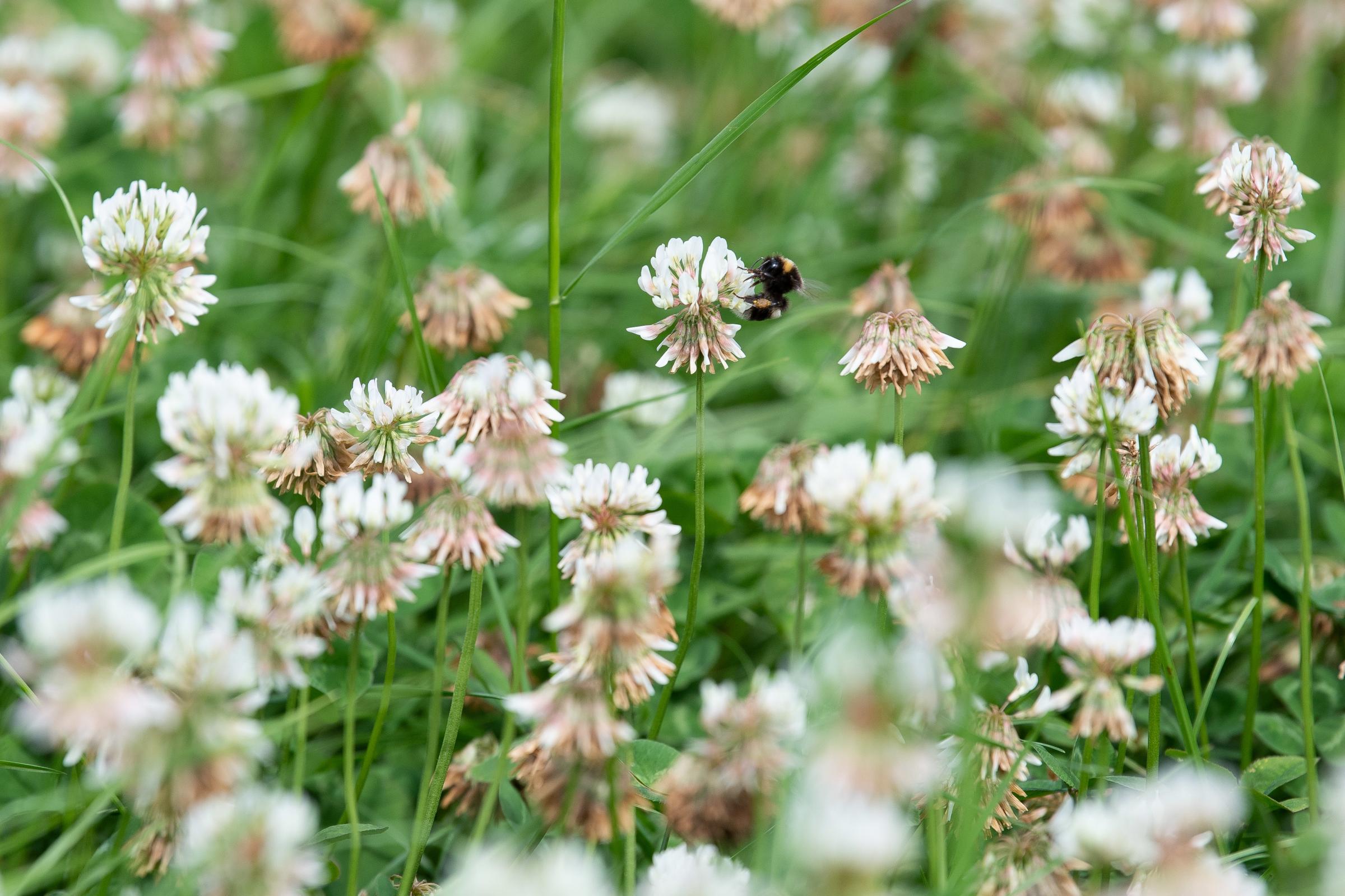 On beginning the organic conversion process they direct drilled about 70 acres of the grazing ground with 2kg to the acre of white clover in a ryegrass mix Ref:RH190721052 Rob Haining / The Scottish Farmer...