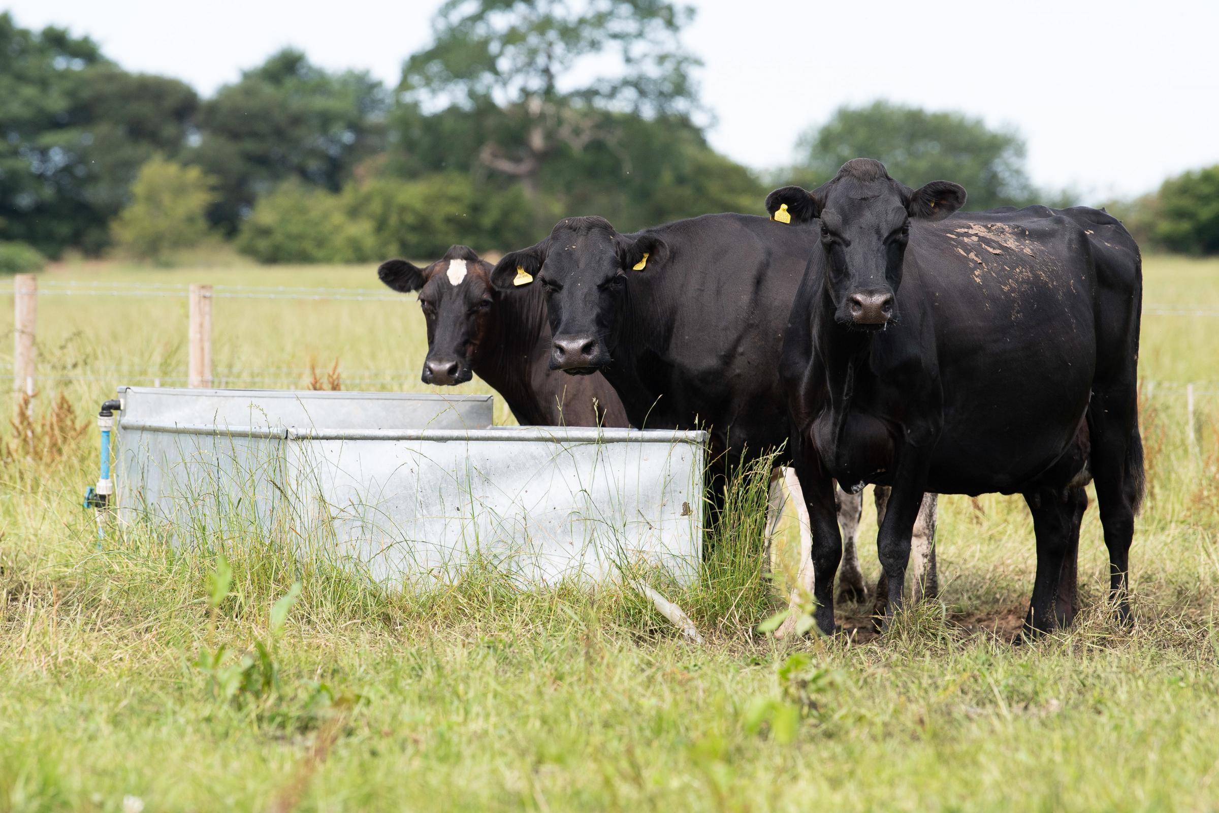 All the paddocks have water troughs install to keep the cows with a fresh supply of water Ref:RH190721041 Rob Haining / The Scottish Farmer...