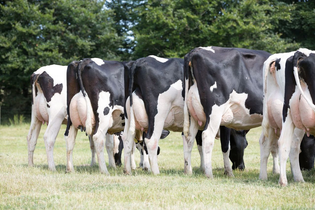 Selection of top cows from the Annandale herd which is to be sold on farm on August 24