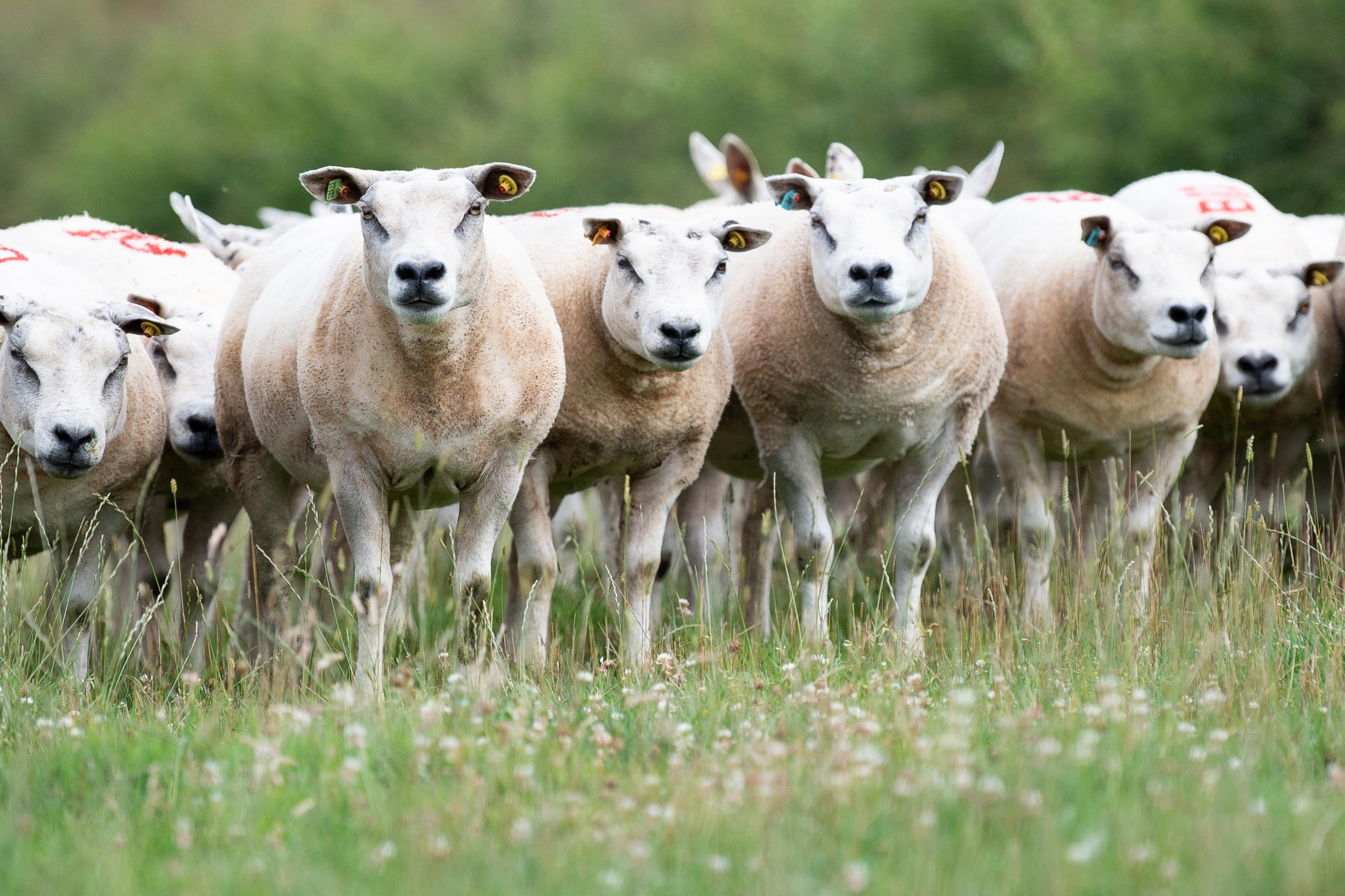 the sheep flock is an efficient way to utilise grass and fits very well with the overall farming enterprise at Faughhill Ref:RH290721097 Rob Haining / The Scottish Farmer...
