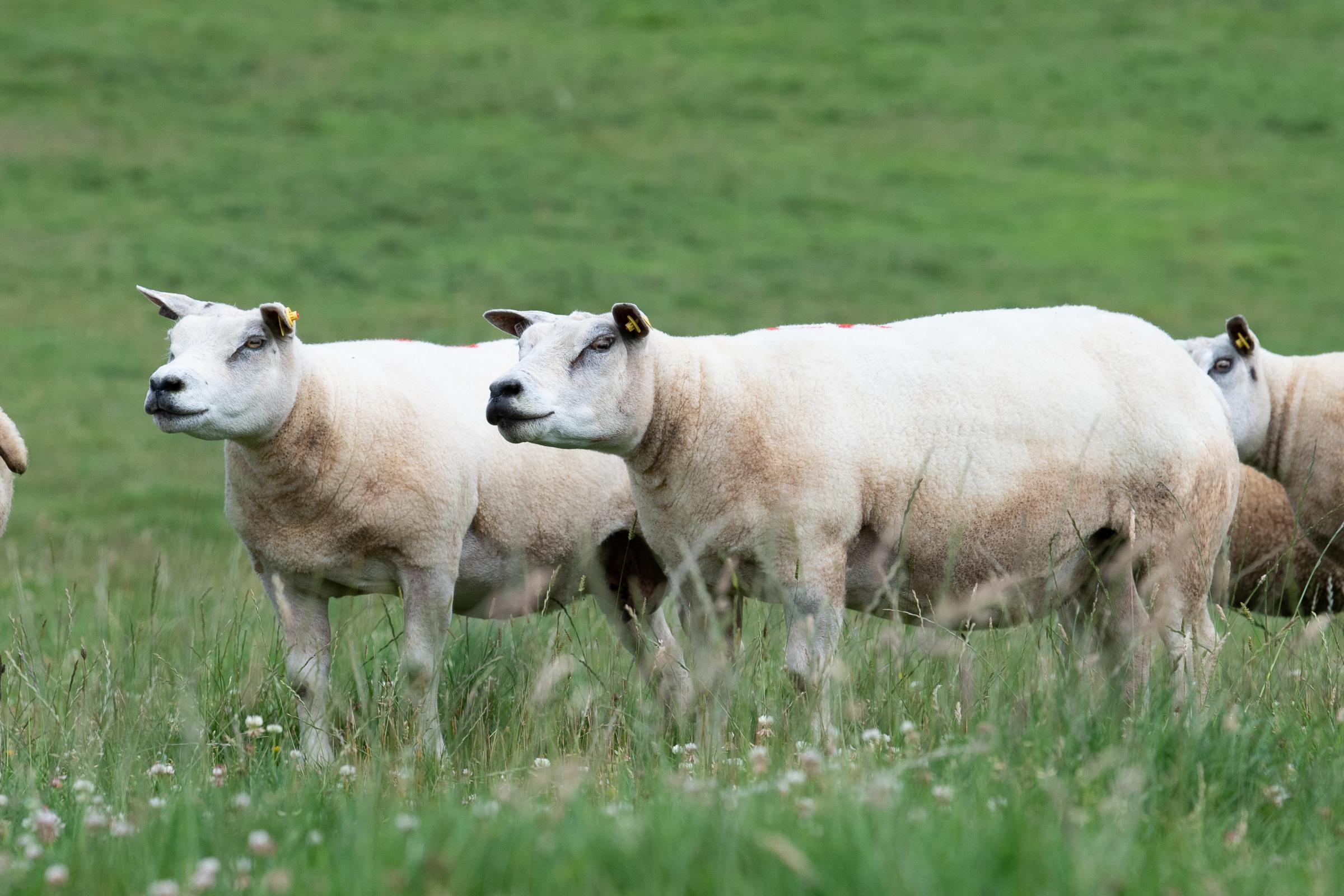 the sheep flock is an efficient way to utilise grass and fits very well with the overall farming enterprise at Faughhill Ref:RH290721098 Rob Haining / The Scottish Farmer...