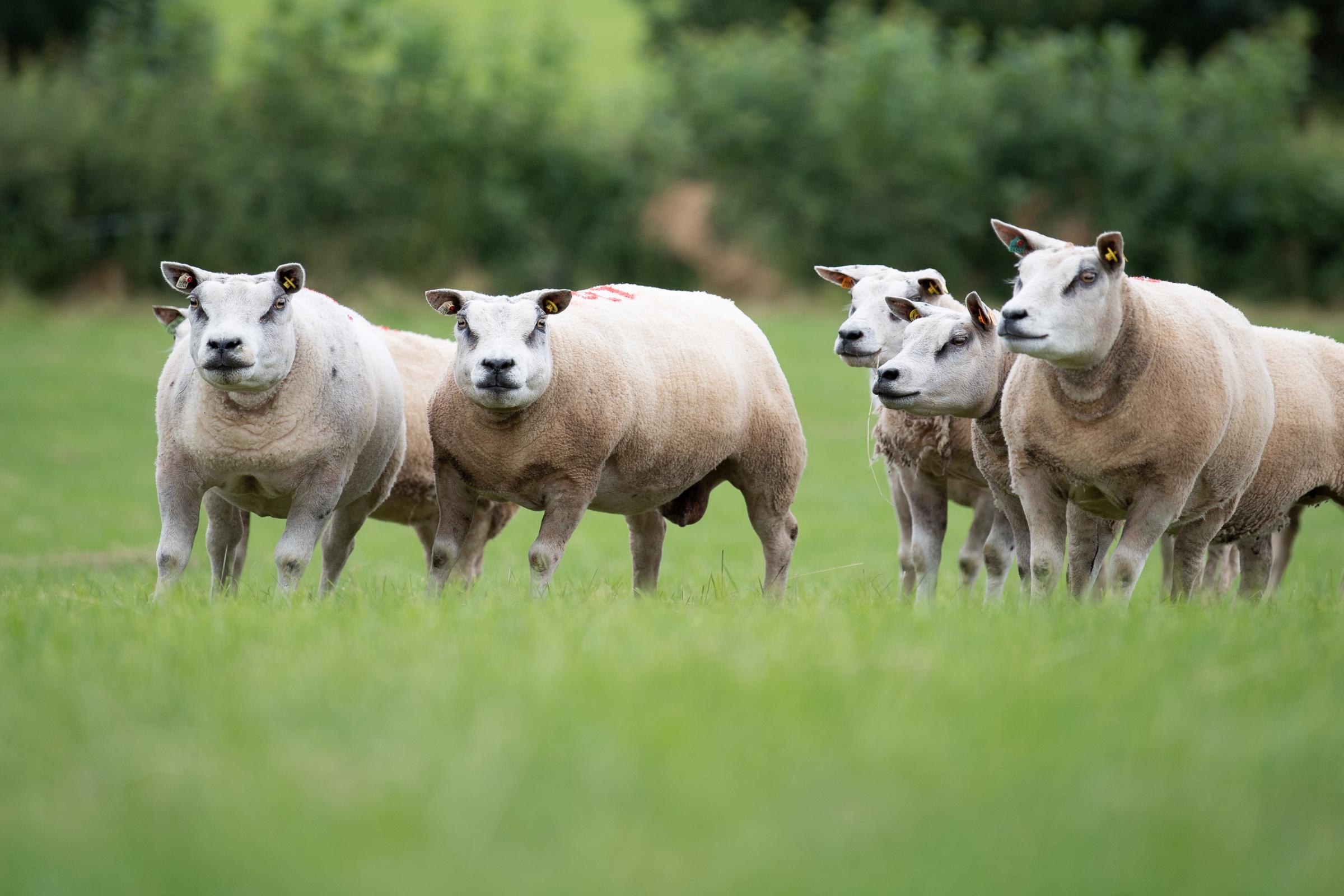 Some of the ewes that have been selected for flushing Ref:RH290721082 Rob Haining / The Scottish Farmer...