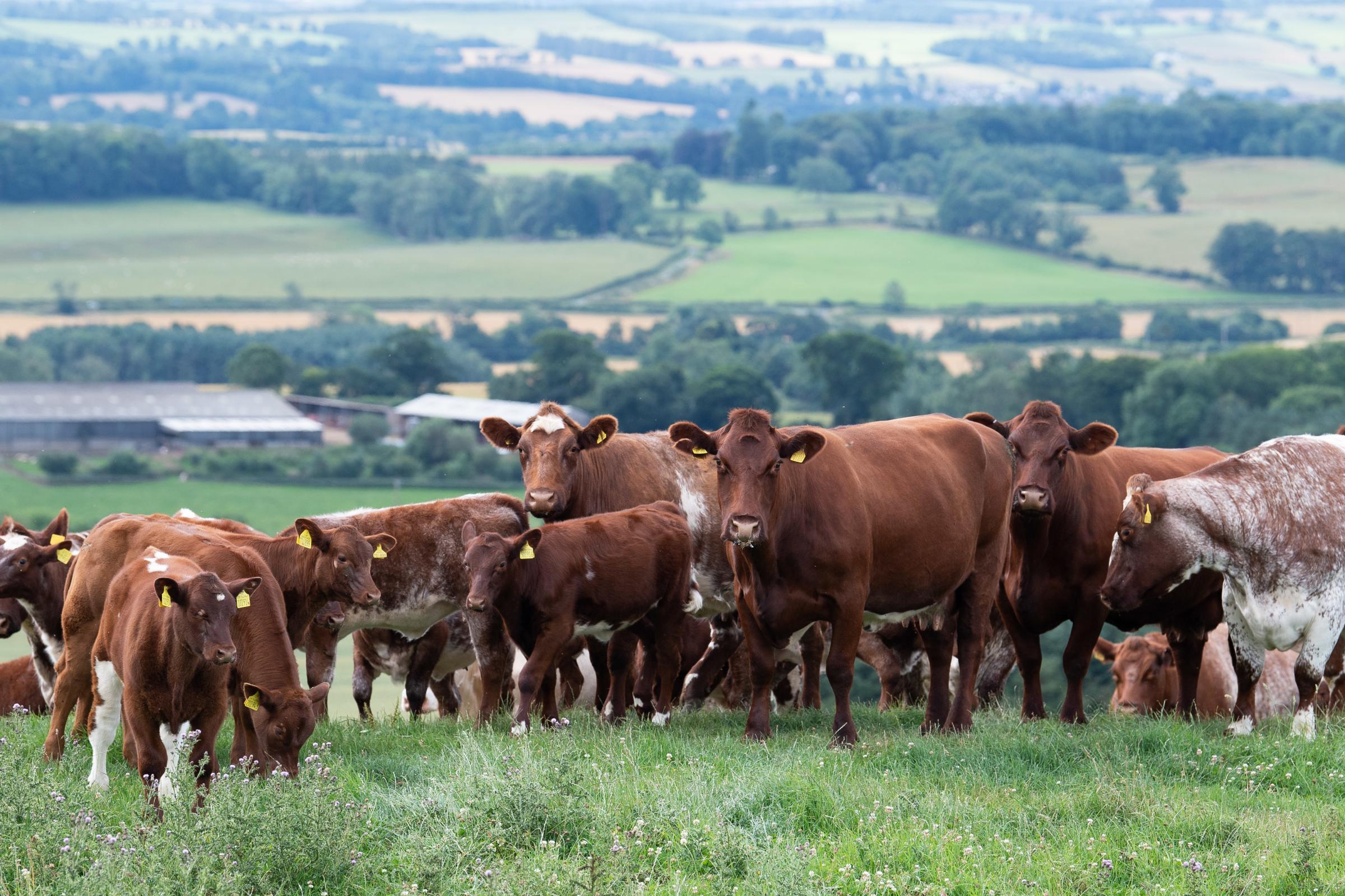 some of the herd of Beef Shorthorns at Faughhill, cows with their spring born calves Ref:RH290721093 Rob Haining / The Scottish Farmer...