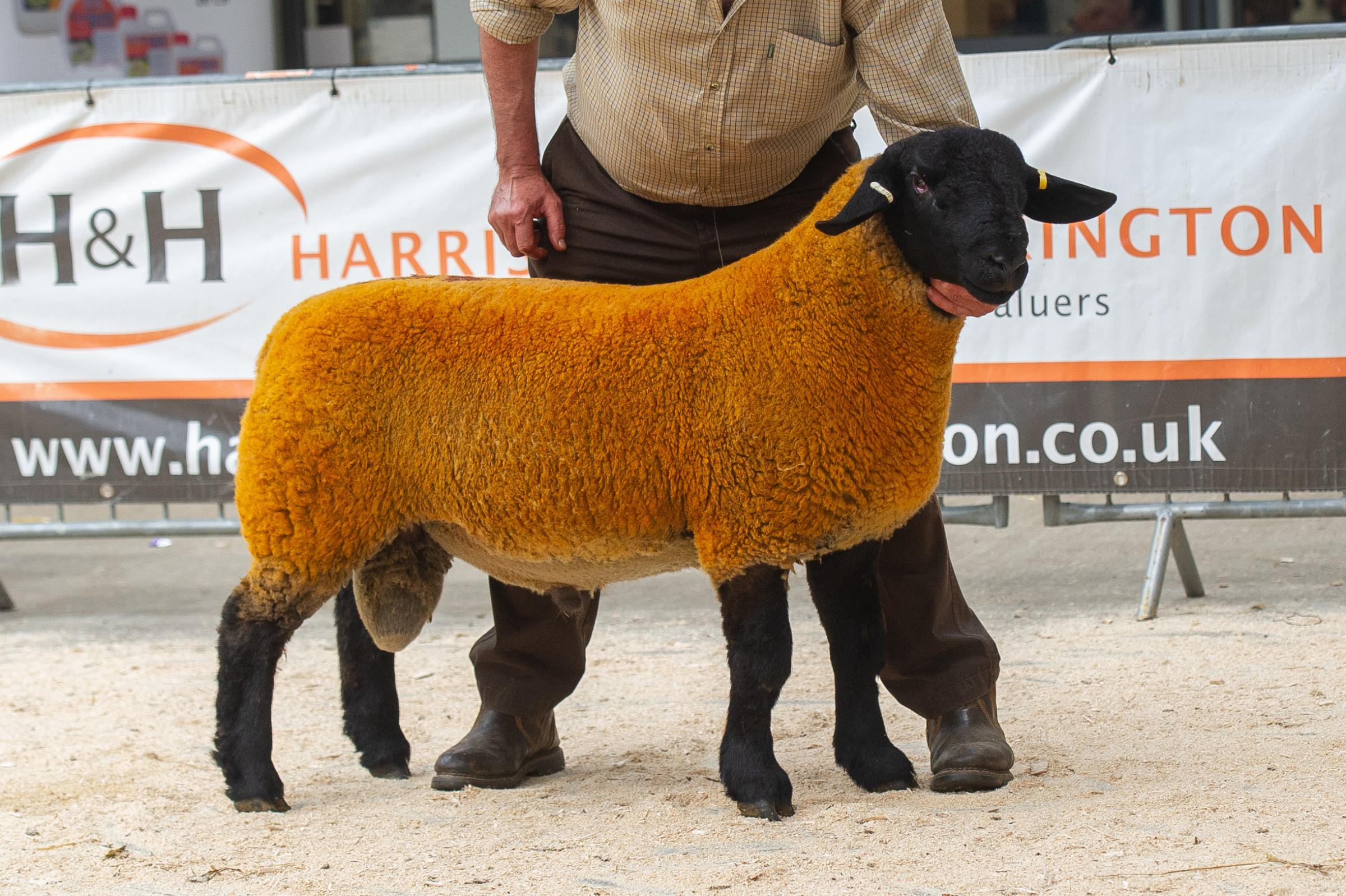 Making 3000gns was this ram lamb from Steven Buckley 