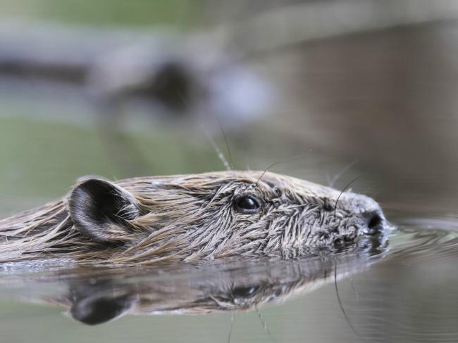 Beaver - a resident, not a visitor (Pic :Ian Hay - rspb-images.com)