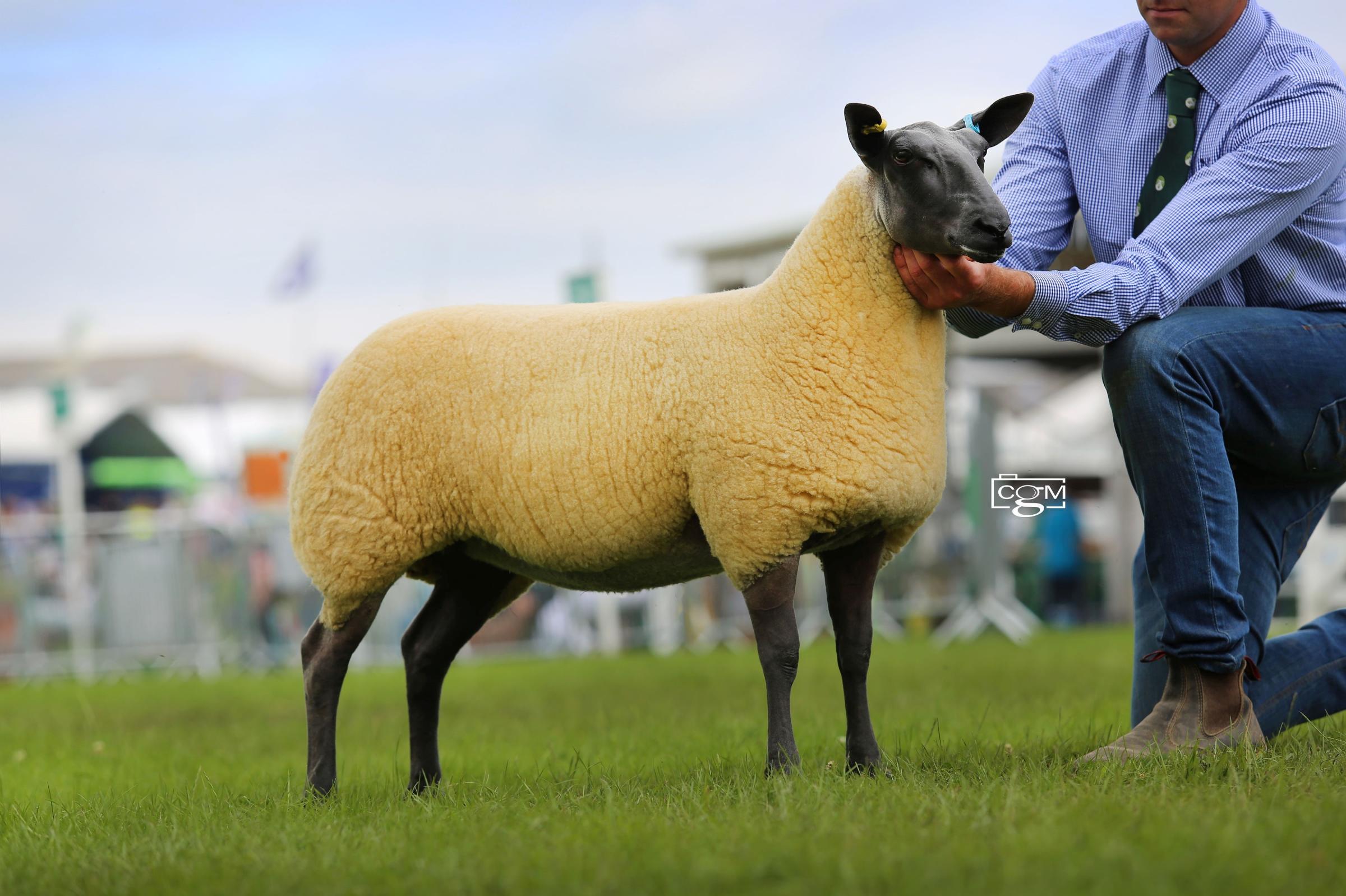 First outing for the Willpower flock was this years Great Yorkshire Show, with this ewe lamb standing first in its class 
